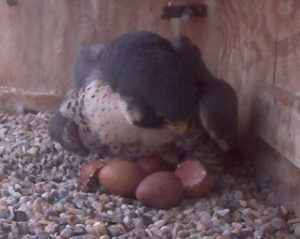 First hatch May 3 2016