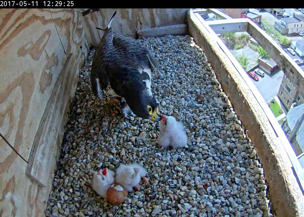 Astrid seemed intent on only feeding this little isolated guy