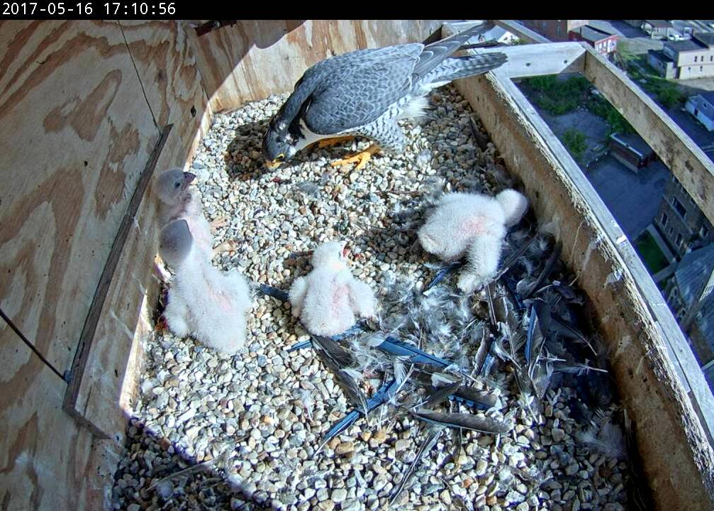 Gathering up the chicks to shade them is not in Ares' job description