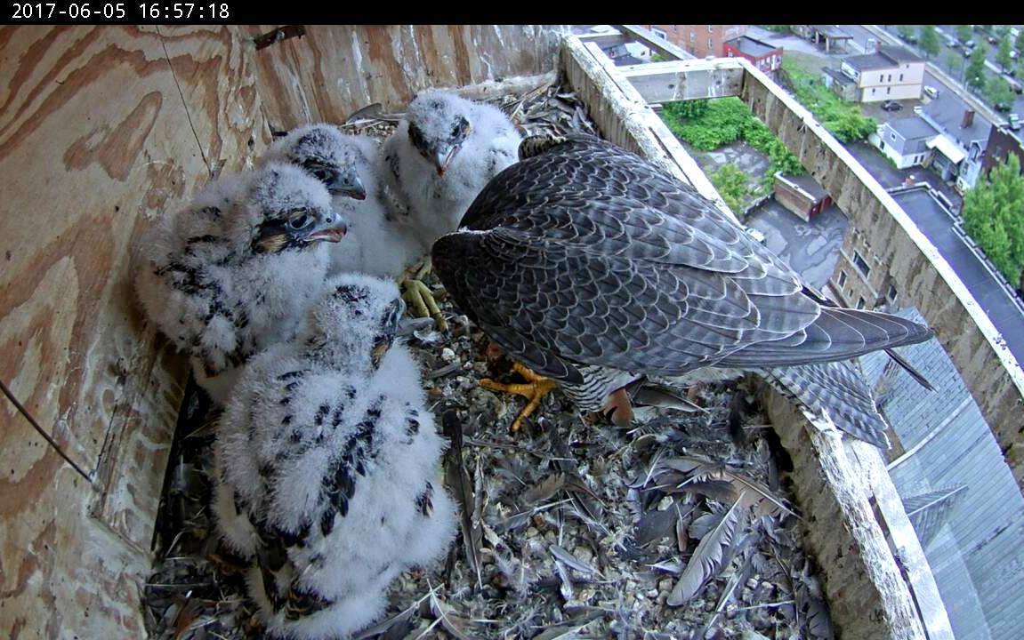 All the chicks nicely lined up