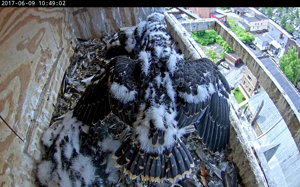 Our daily check of wing feather development 