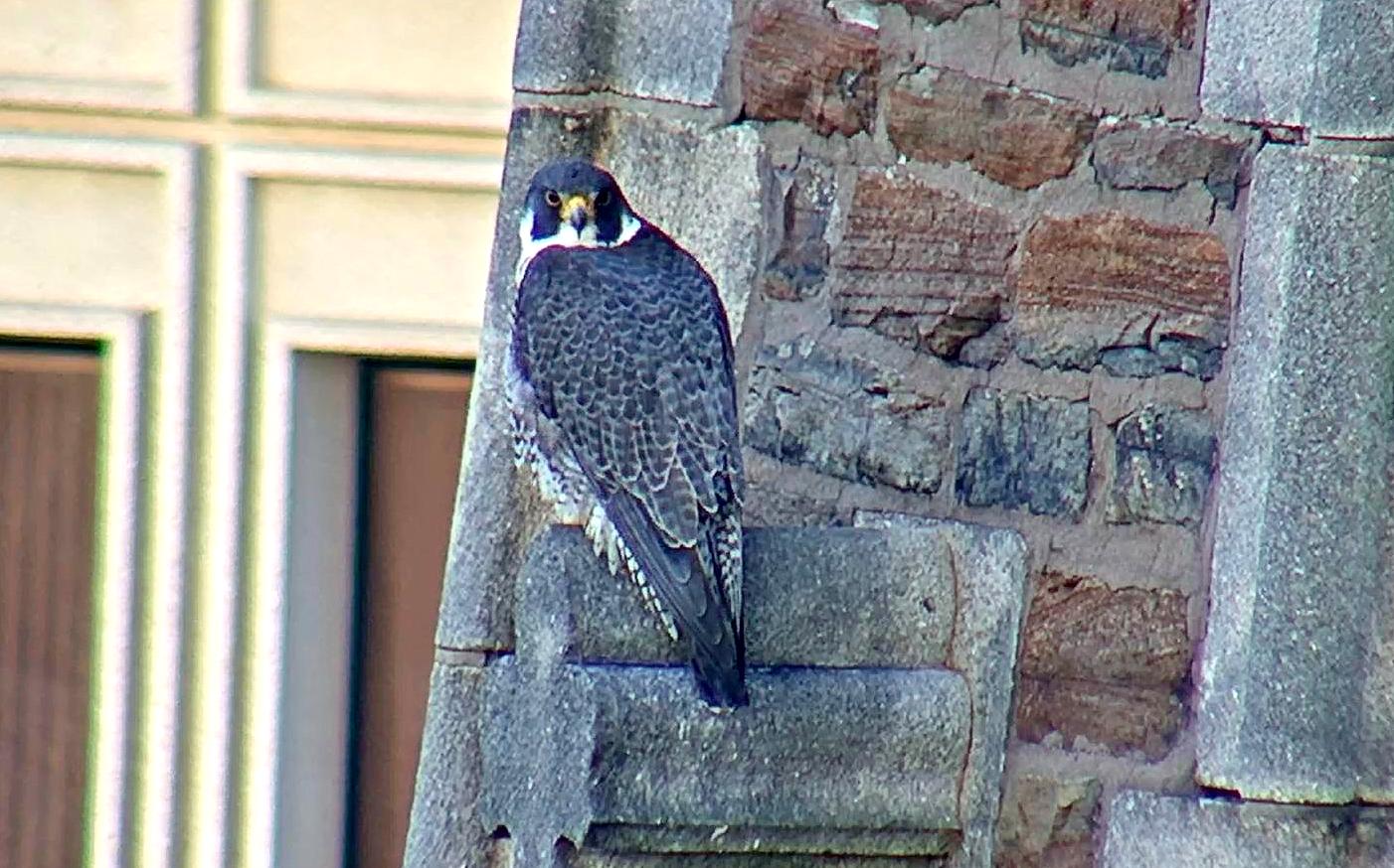 Astrid watches the box from the steeple