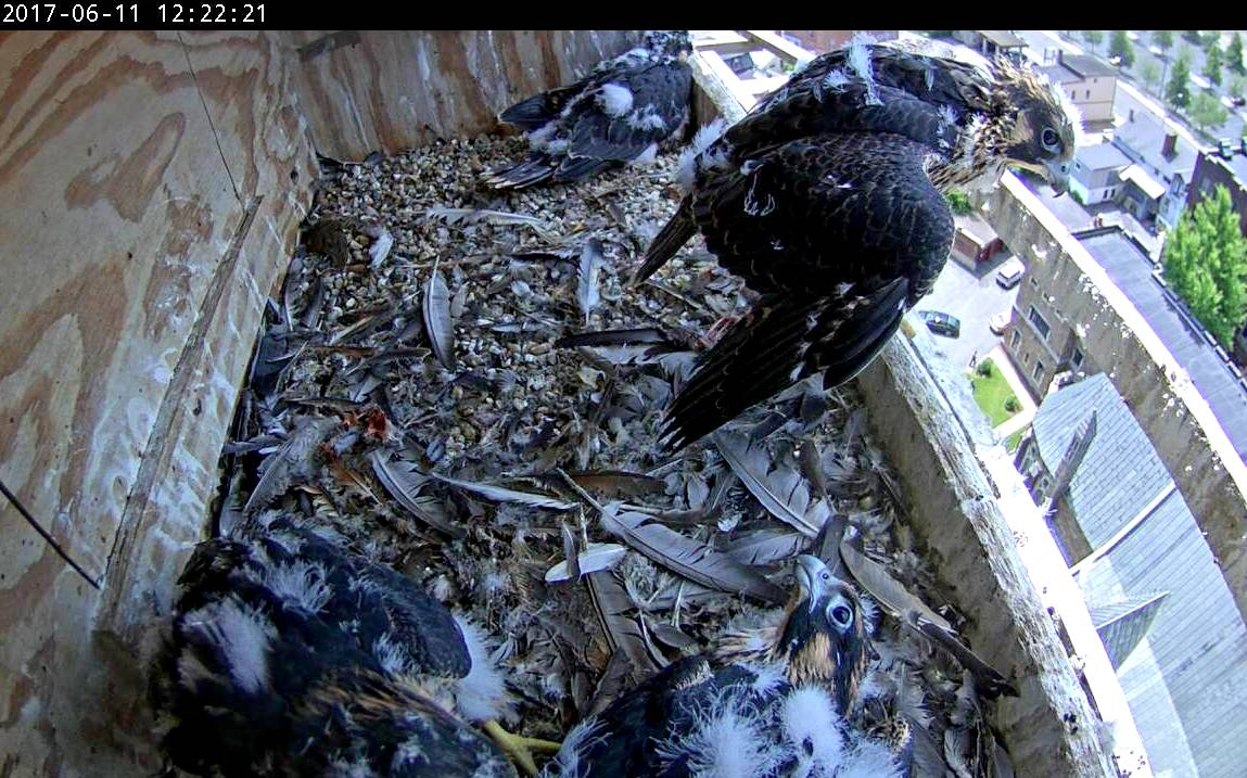Daredevil Max gets up on the lip of the nestbox