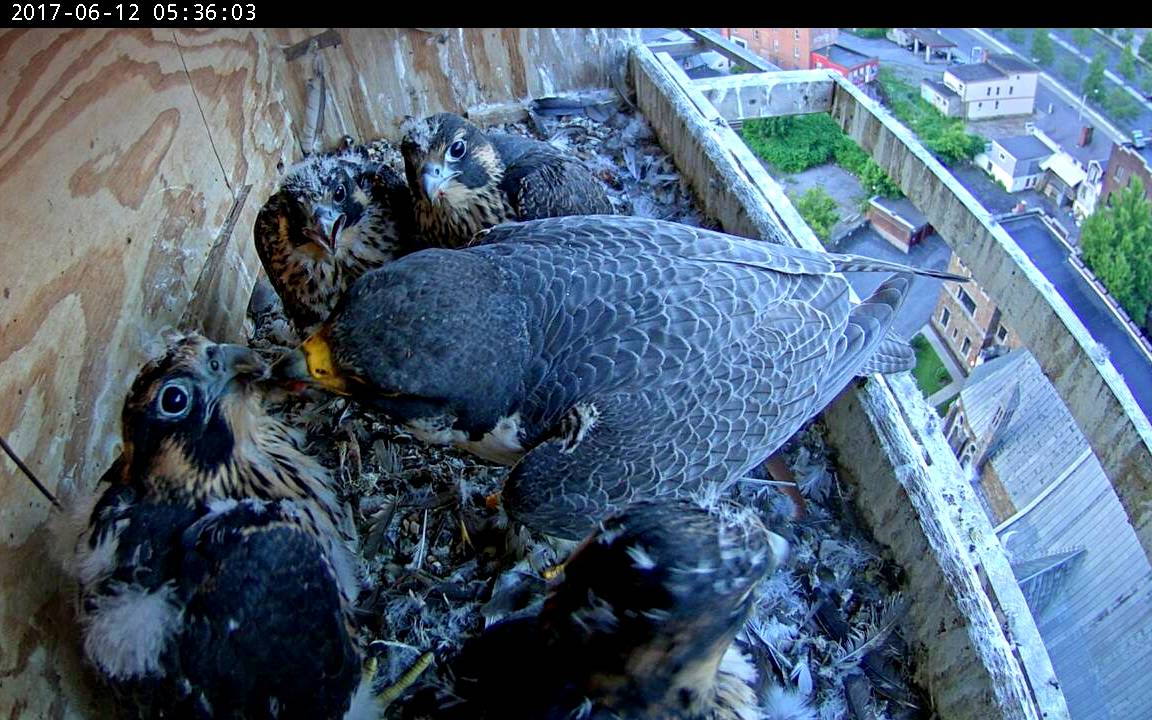 Astrid doing a proper feeding - one of the few for today