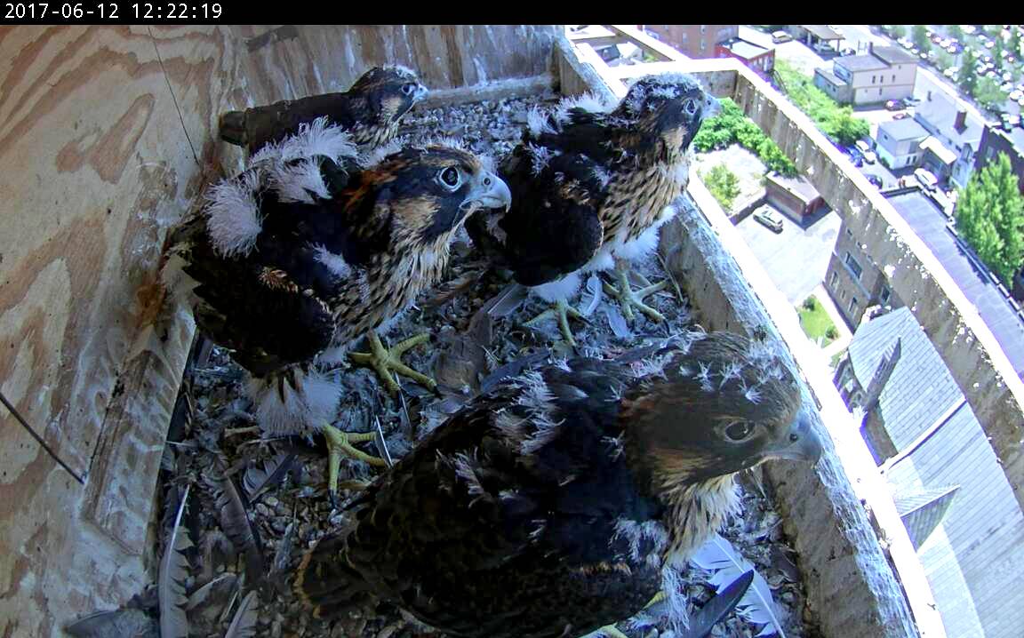 All the nestling watching their parents swooping around in the canyon