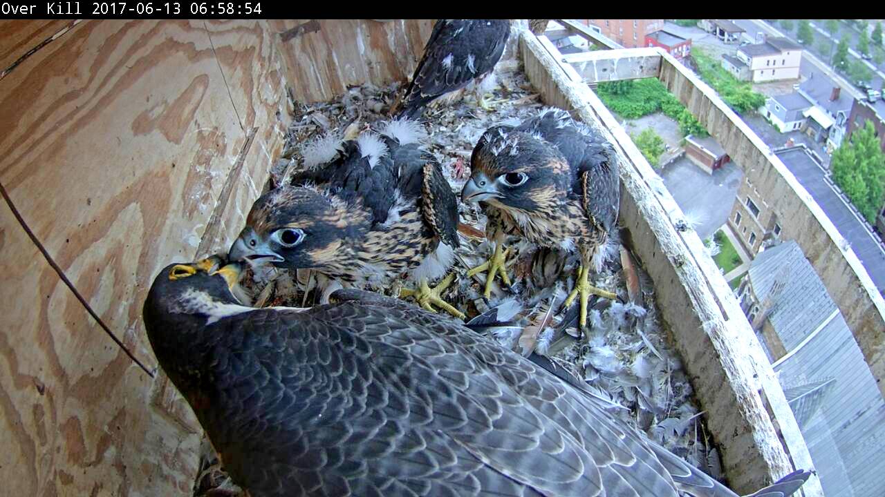 Astrid doing a small feeding at the box