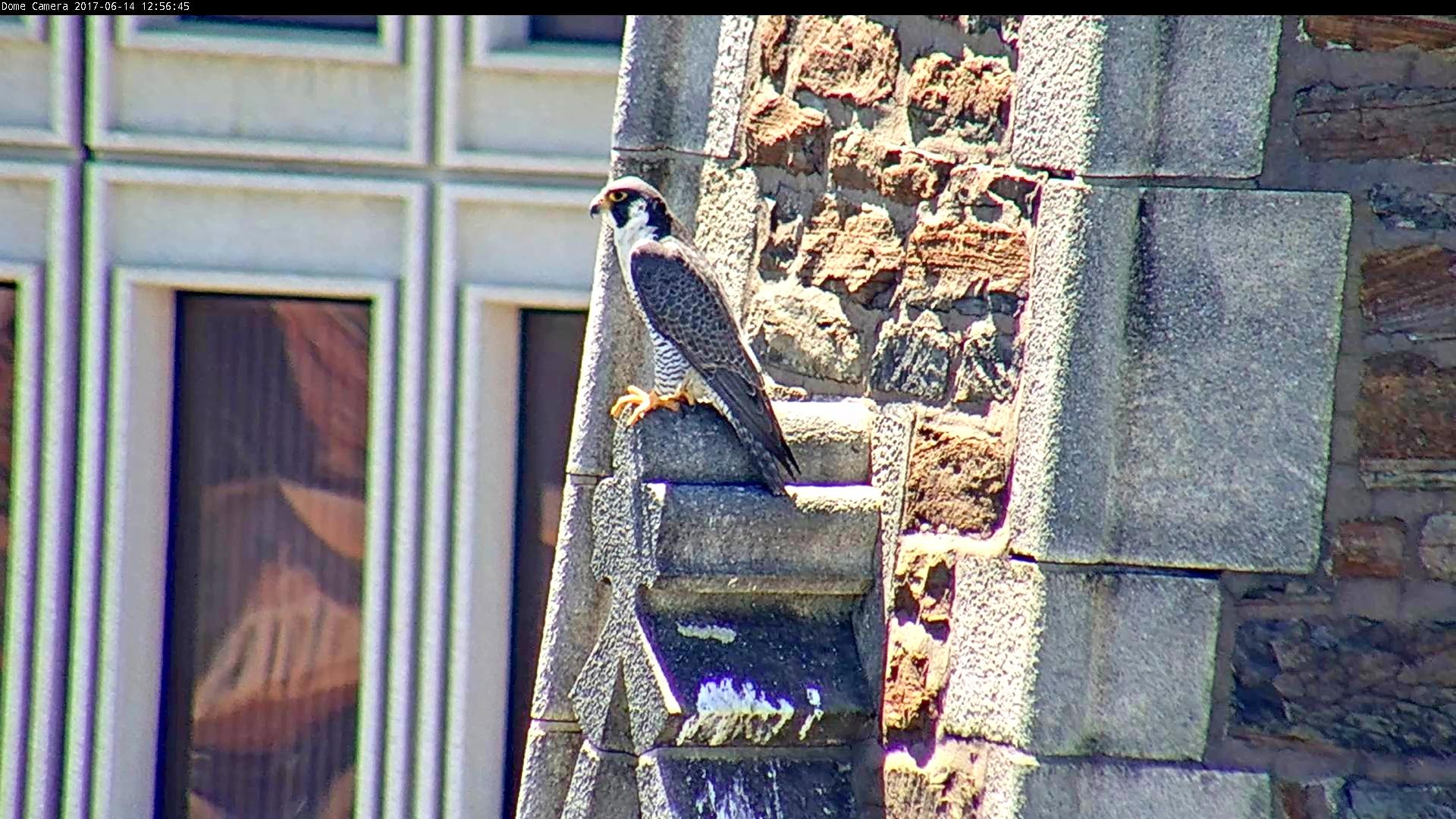 Astrid spent a lot of time on the steeple today as well