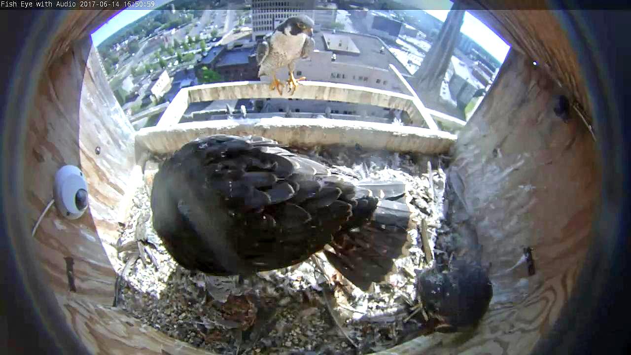 Checking on Spirit, who so far has shown no interest in leaving the nest box
