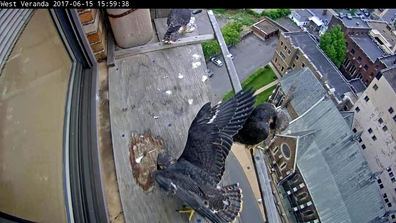 Getting a wing workout on the west veranda