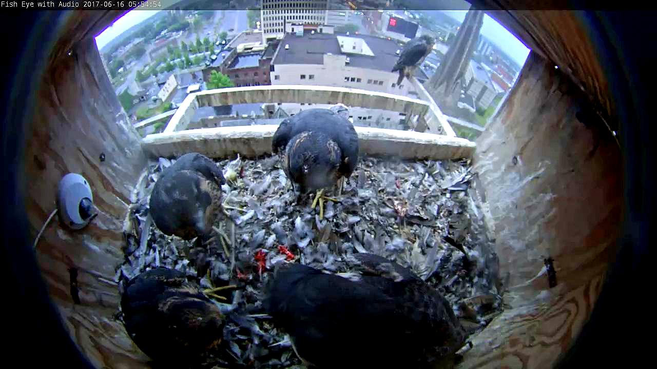 Astrid doing a mini feeding at the box