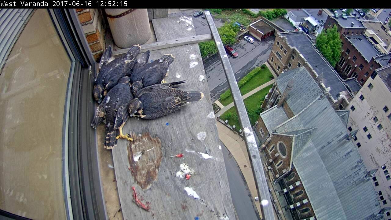 All four juviniles resting on top of each other in the later afternoon