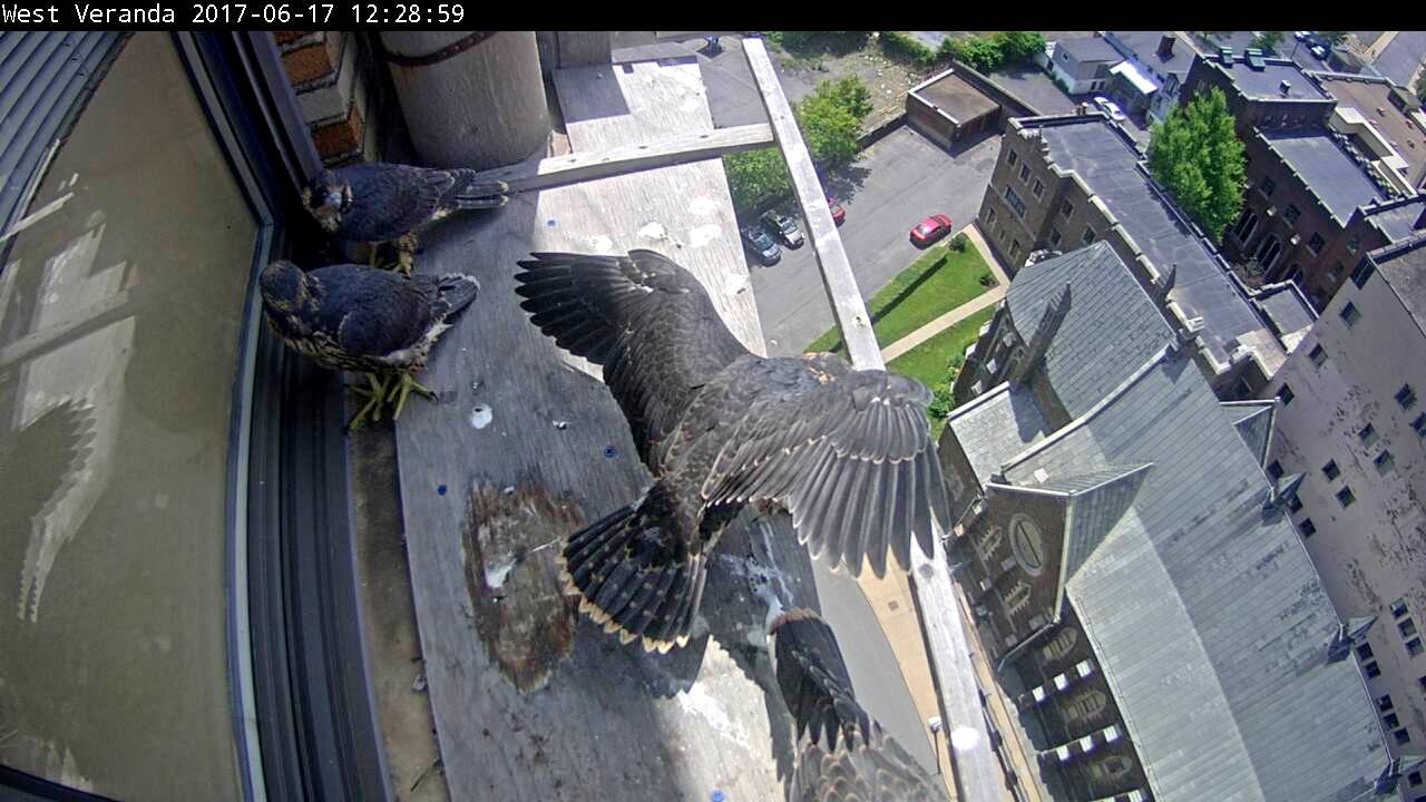 Stretching wings on the veranda 