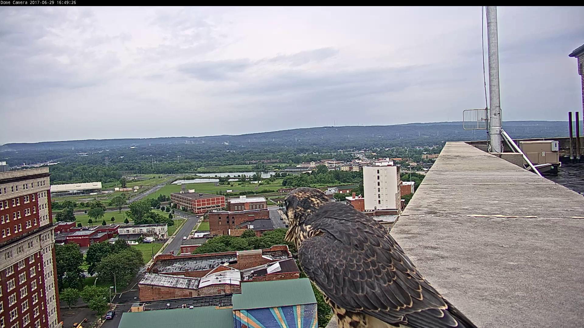 We love it when they perch near our PTZ camera