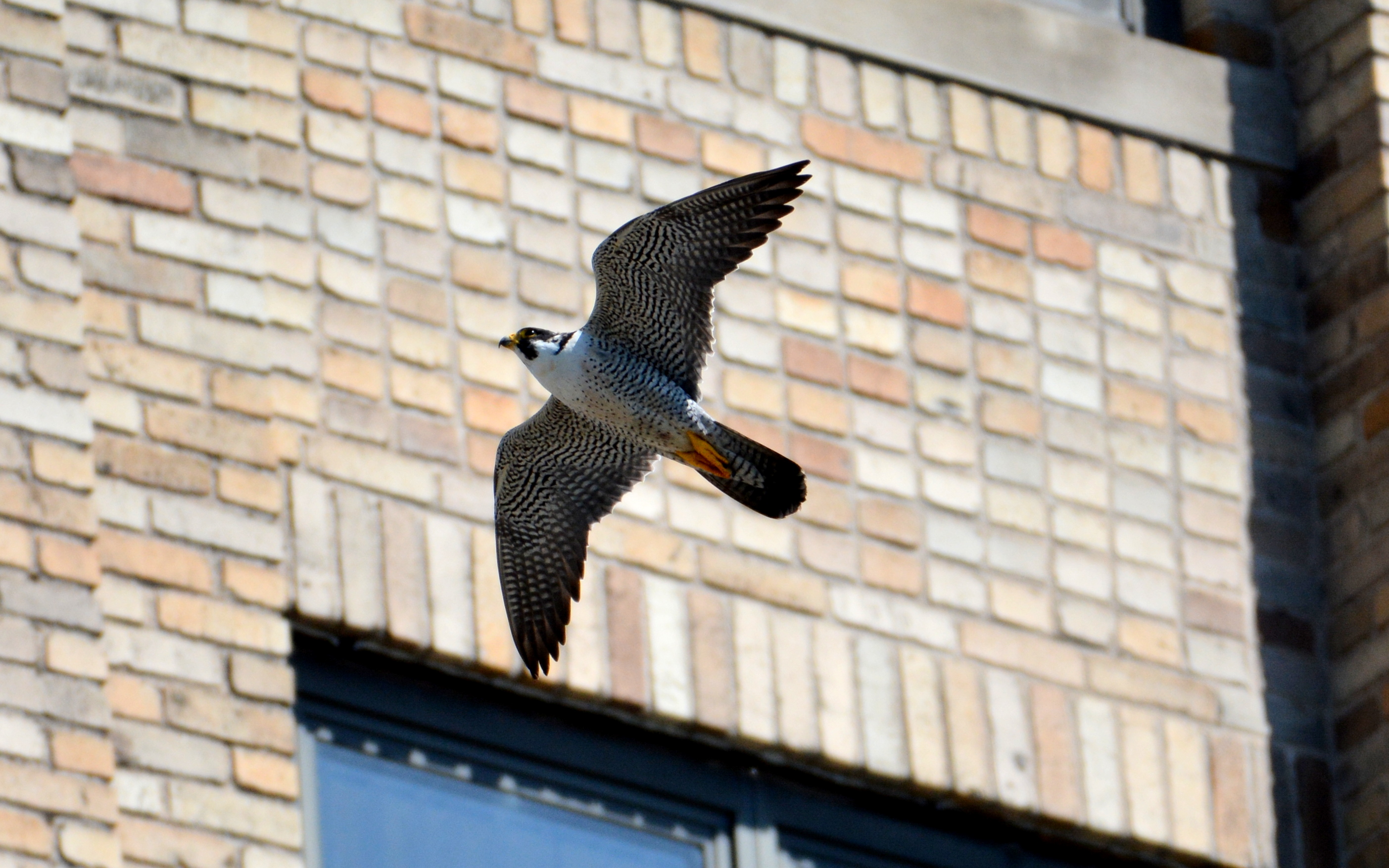 Ares flies up to a window ledge on the east side of the AKD Bank