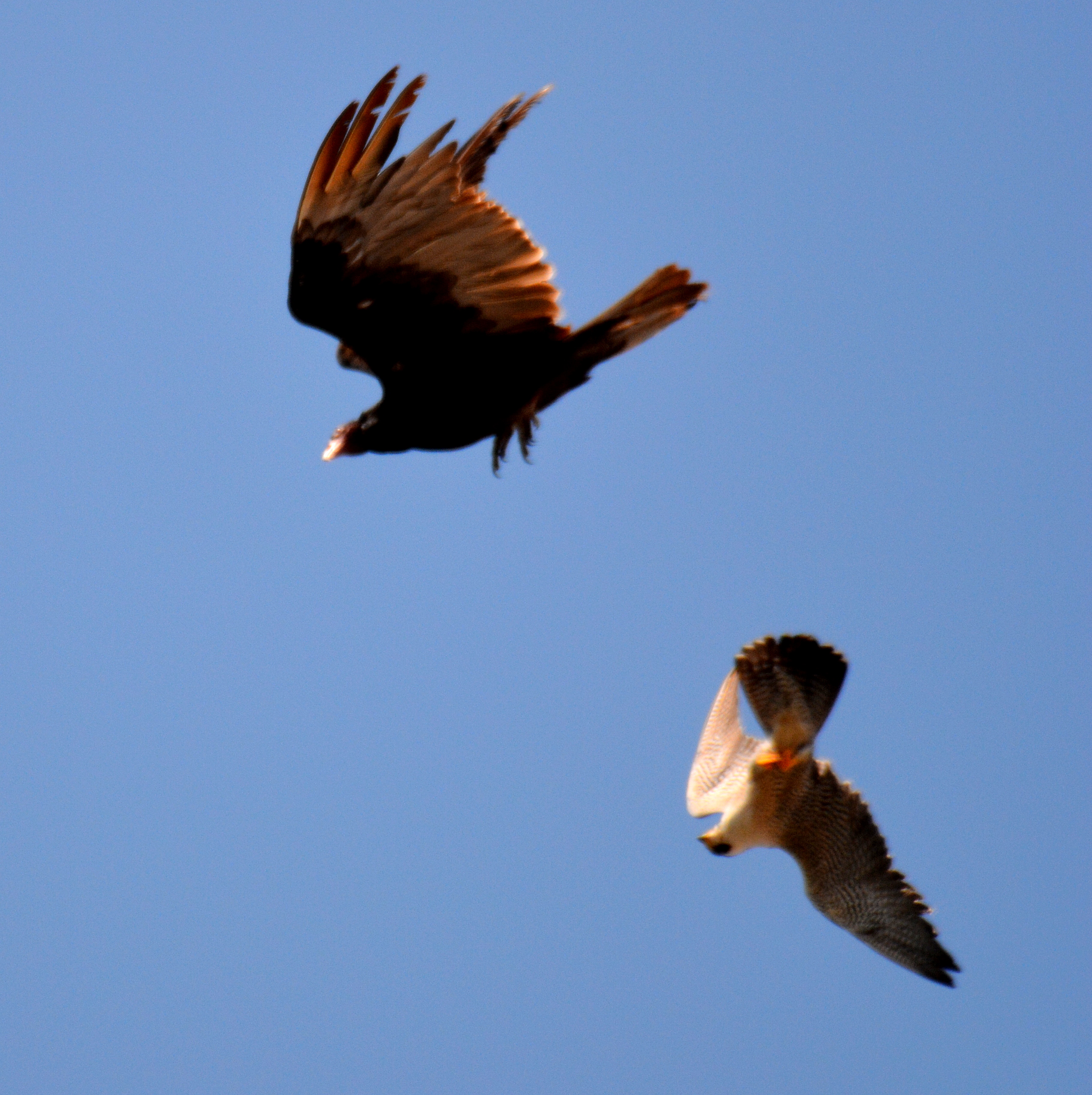 Ares strikes a Turkey Vulture