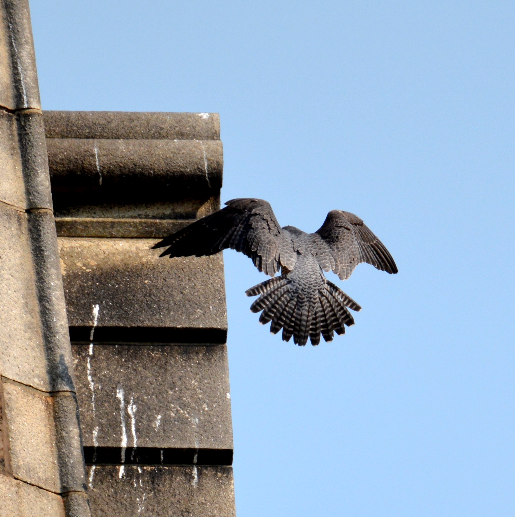 Astrid flies up to her perch on the steeple