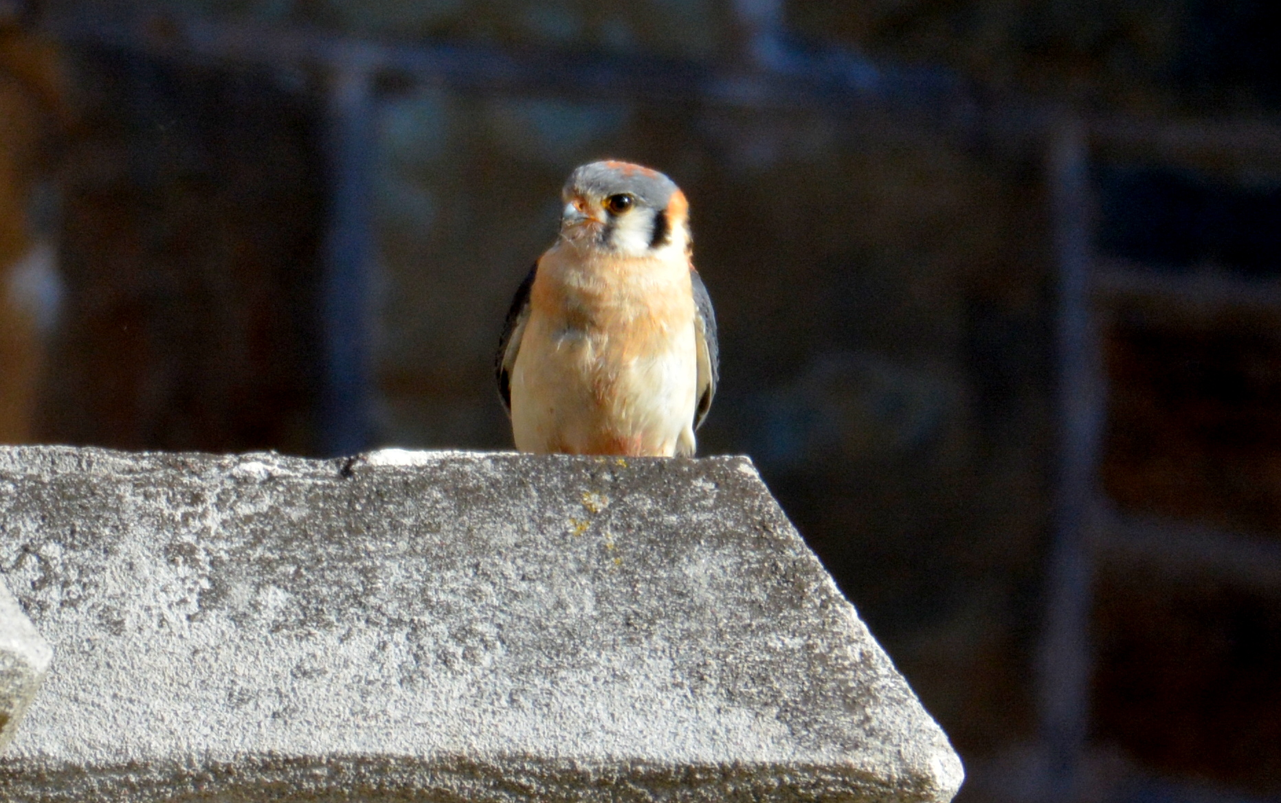 A male American Kestrel came into the canyon and perched on the church not far from our Fledge Watch post