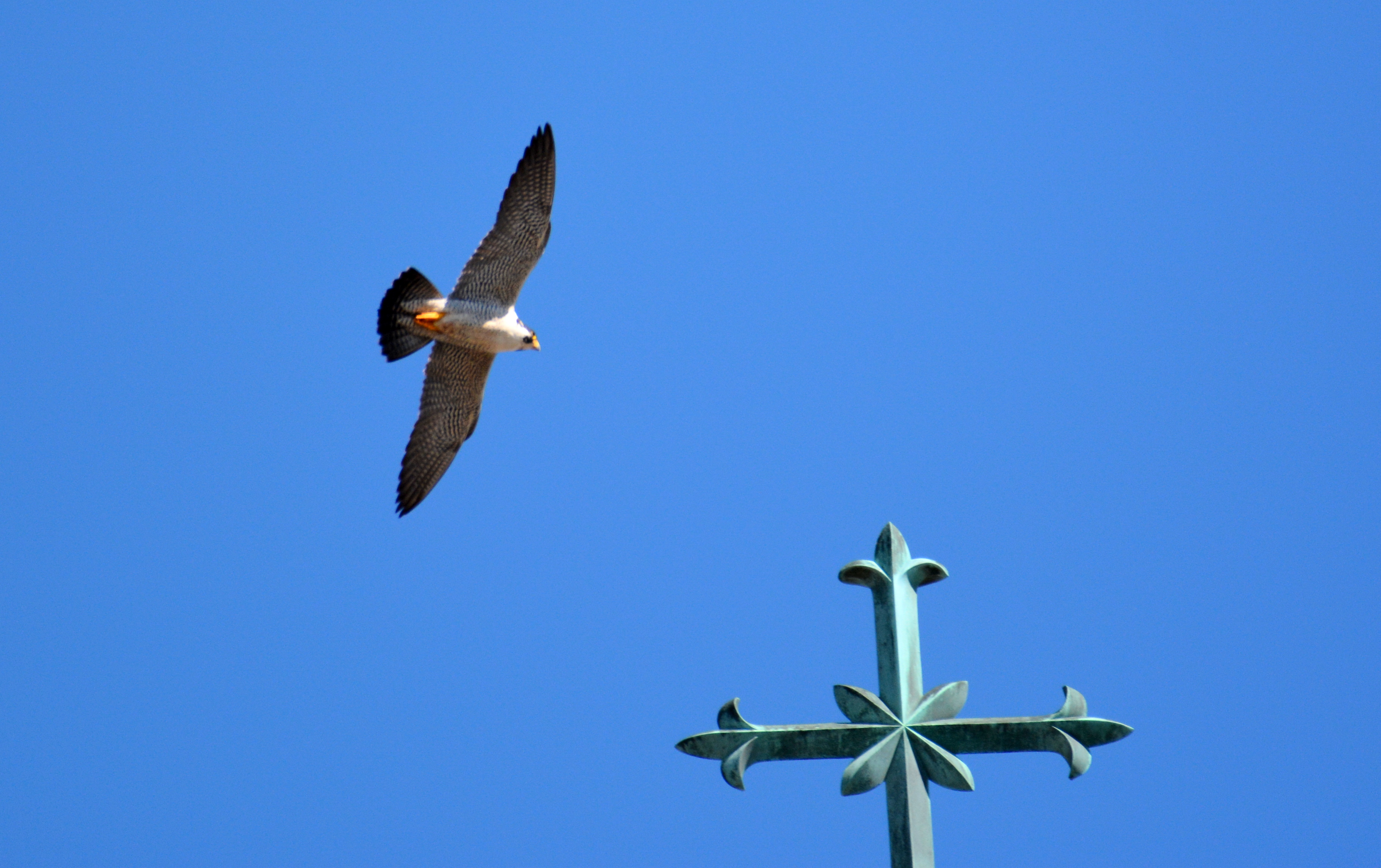 Ares flies over the cross that stands at the top of the church steeple