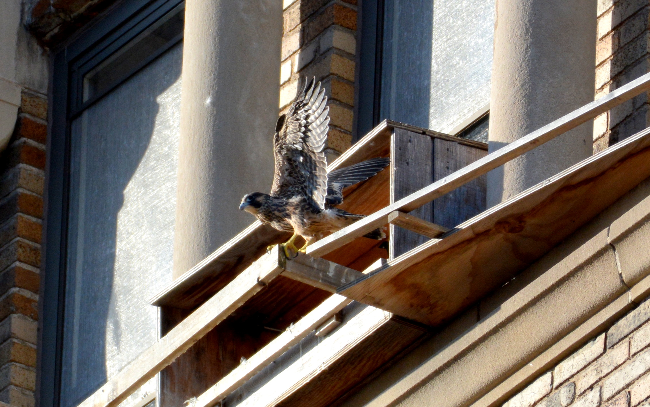 Zander doing some great wing flapping