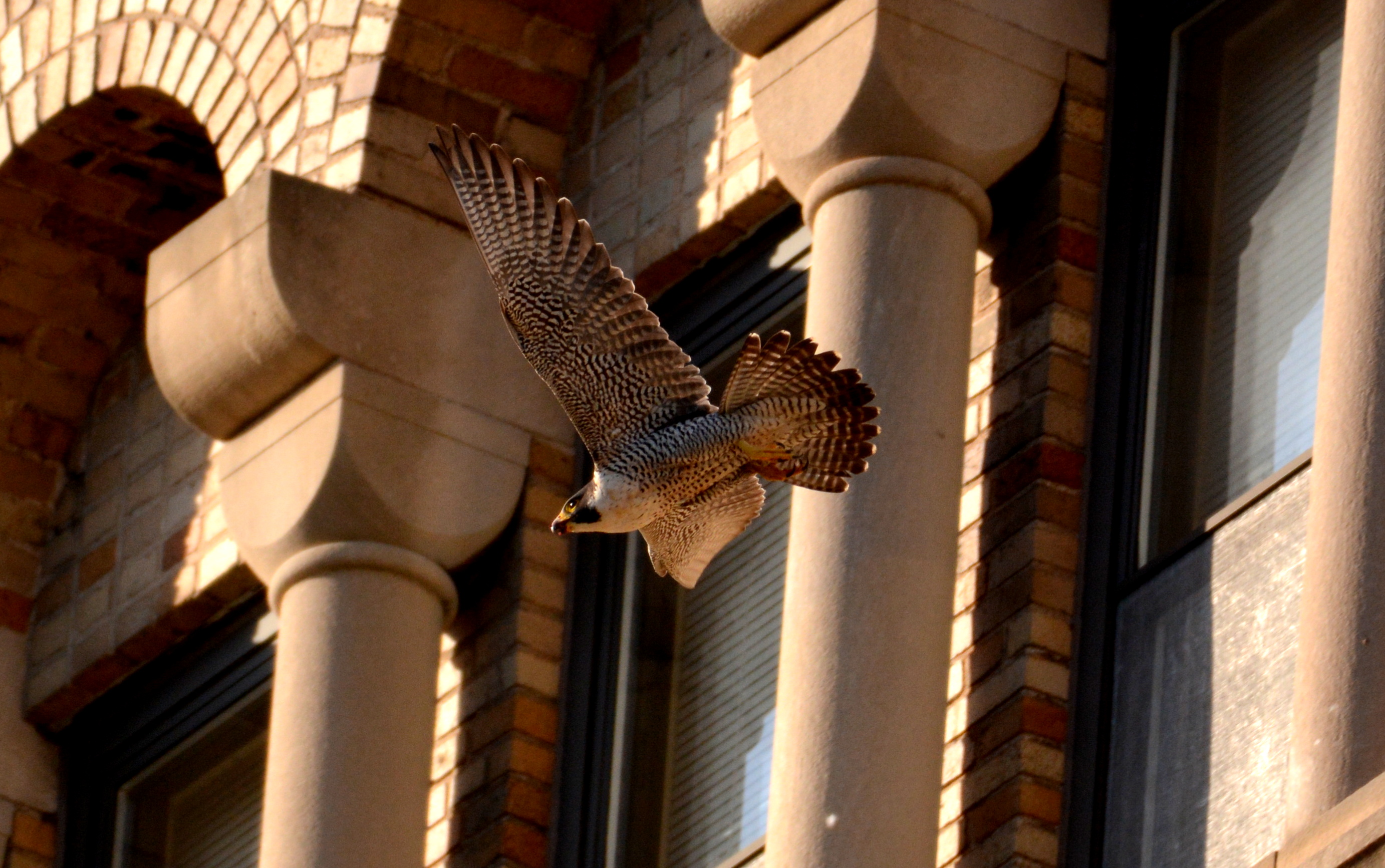 Astrid flies by the nest box one more time