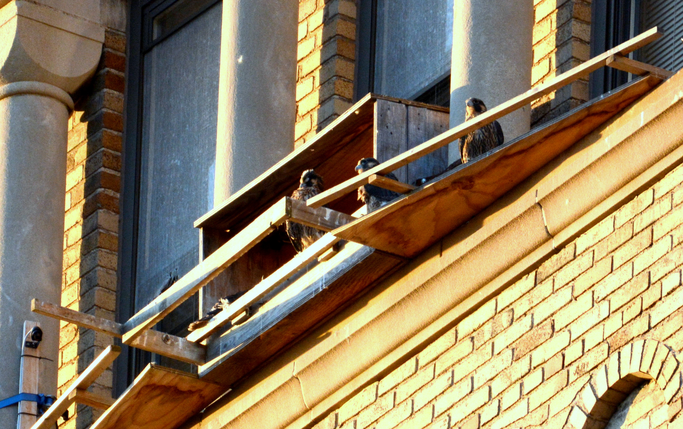 The nestlings gathered  at the edge of the box to watch their mother fly