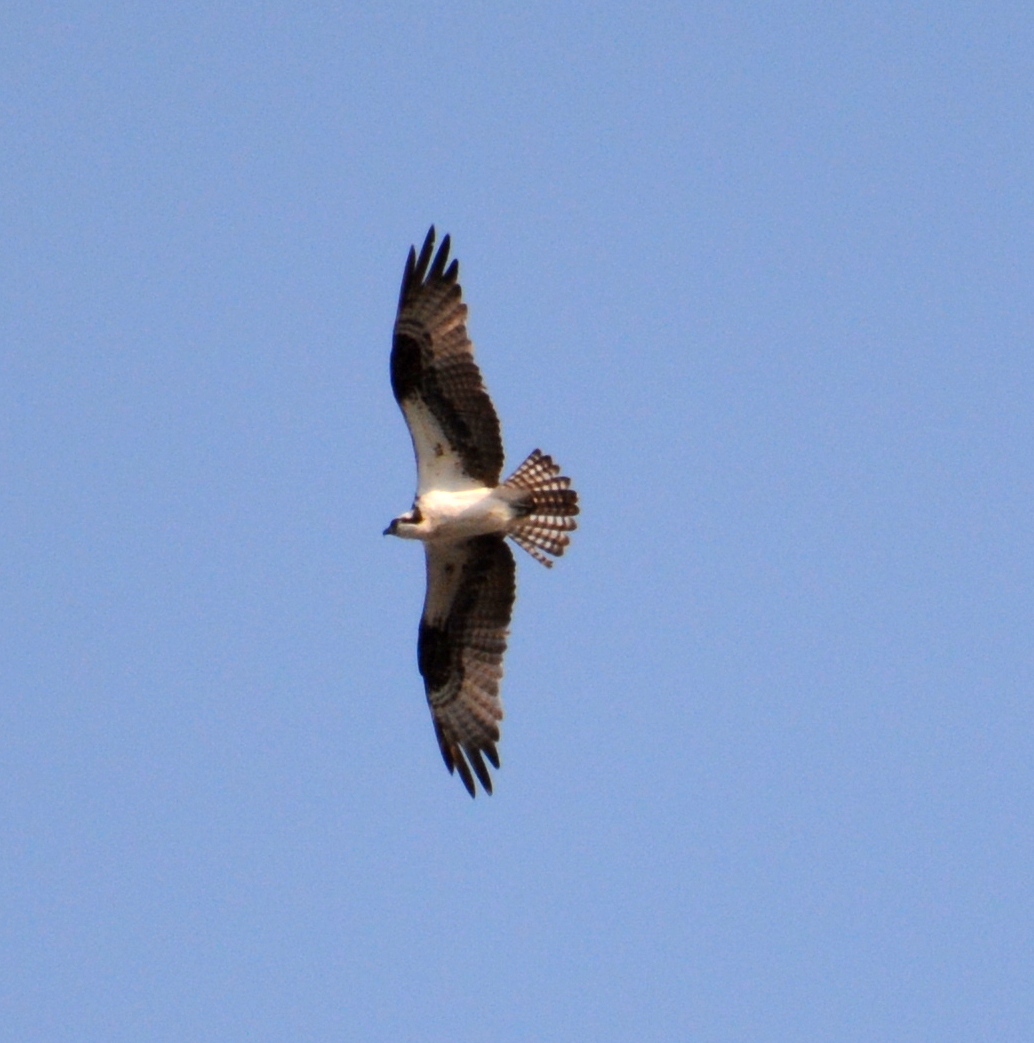 An Osprey flies over the canyon