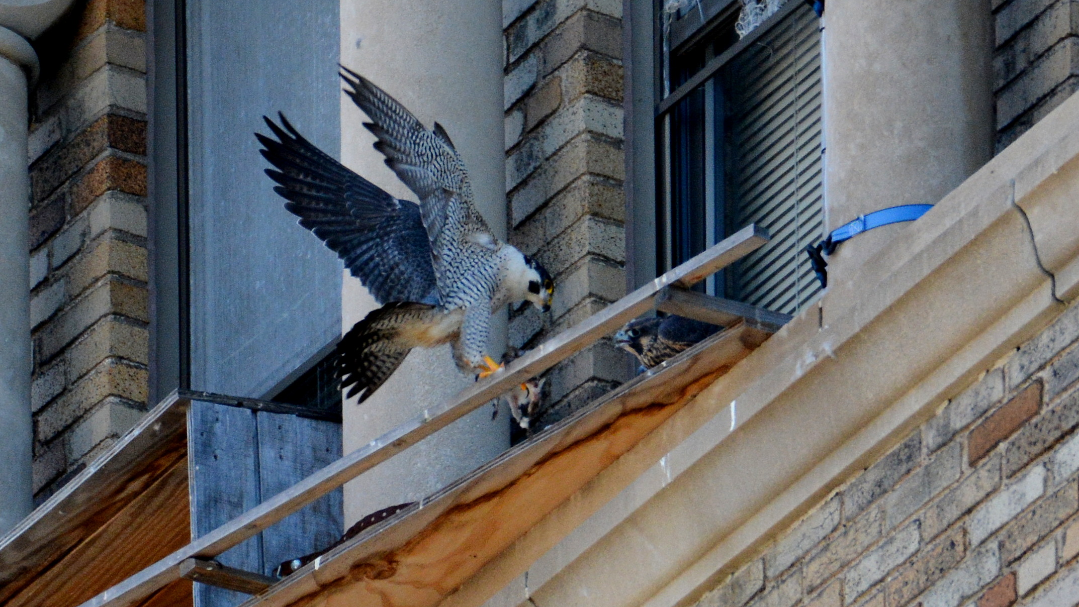 Ares brings food to the veranda