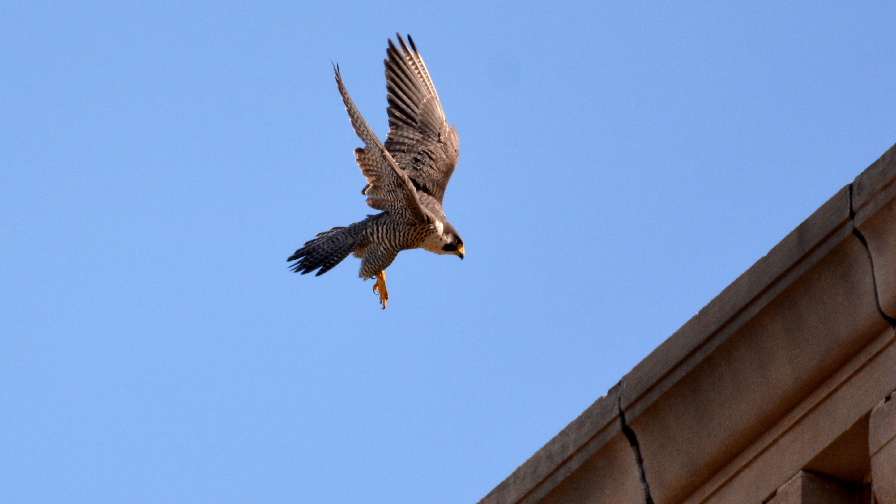 Astrid coming down for a landing