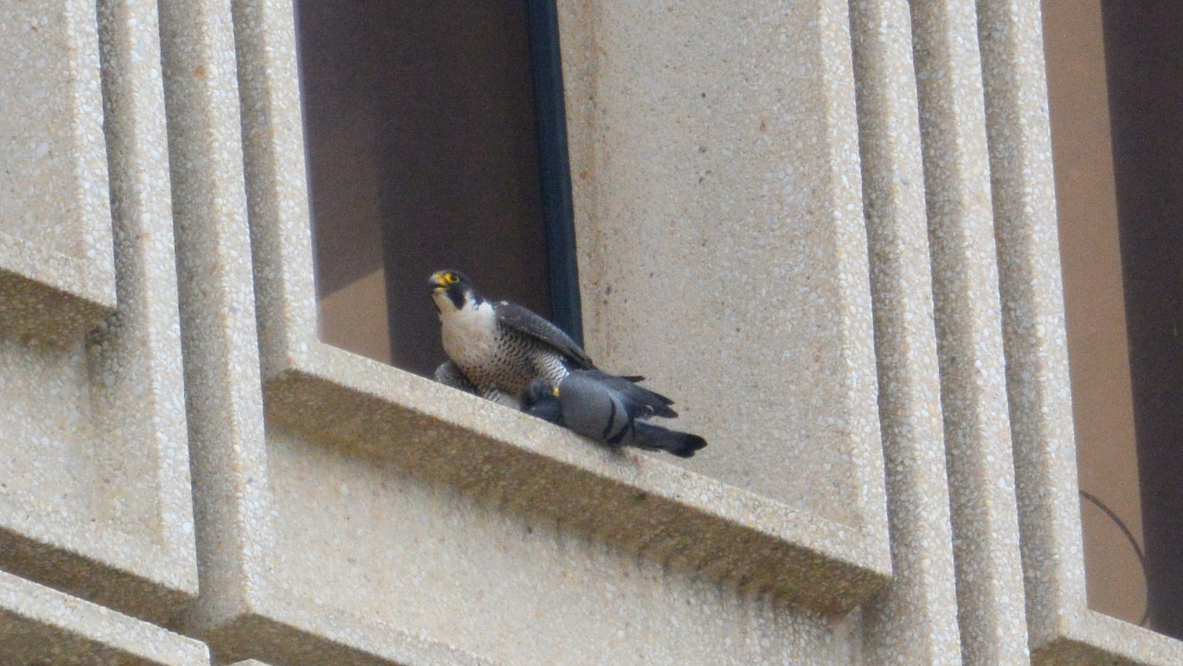 Astird with a freshly caught pigeon