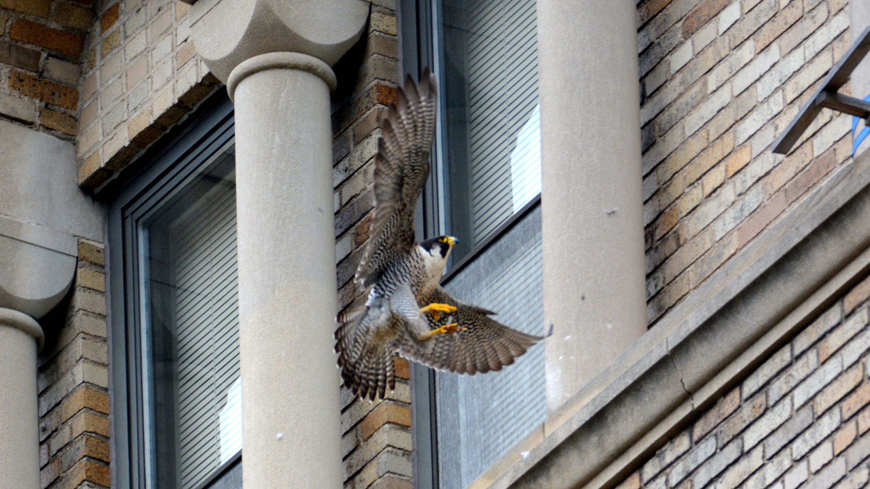 Astrid coming in for a landing