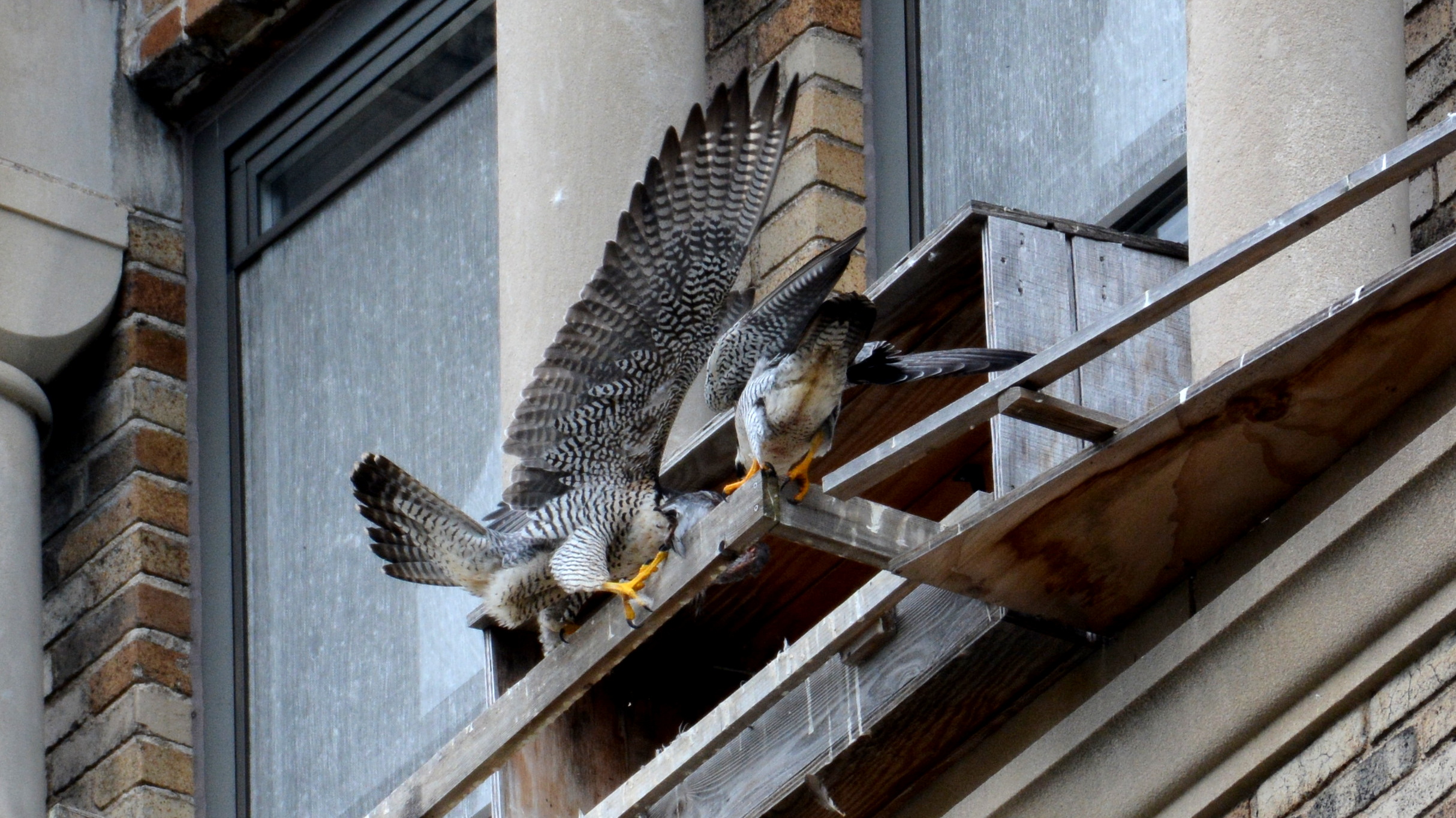 Astrid takes the food from Ares in a dramtic handoff