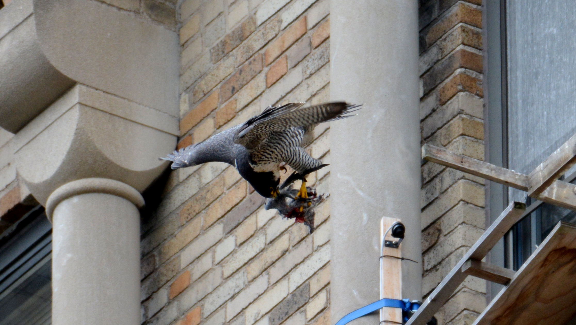 Astrid's novel method of flying and biting