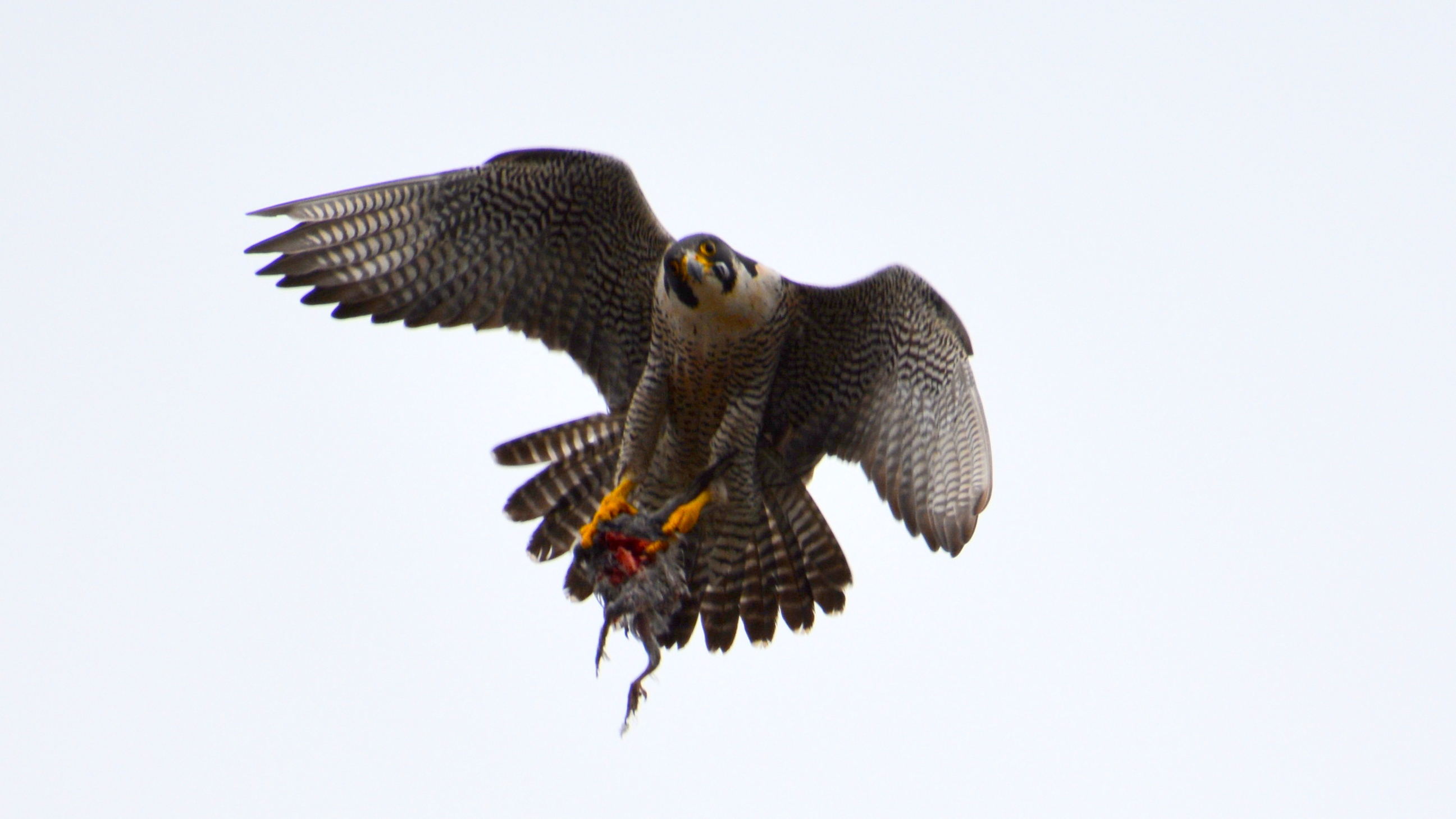 Astrid flying with food in her talons