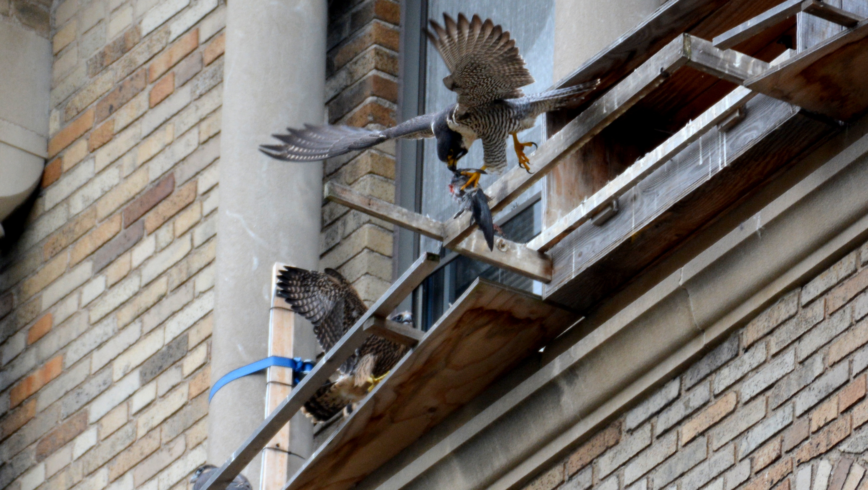 Astrid takes food away from the box in an attempt to get the chicks to fly