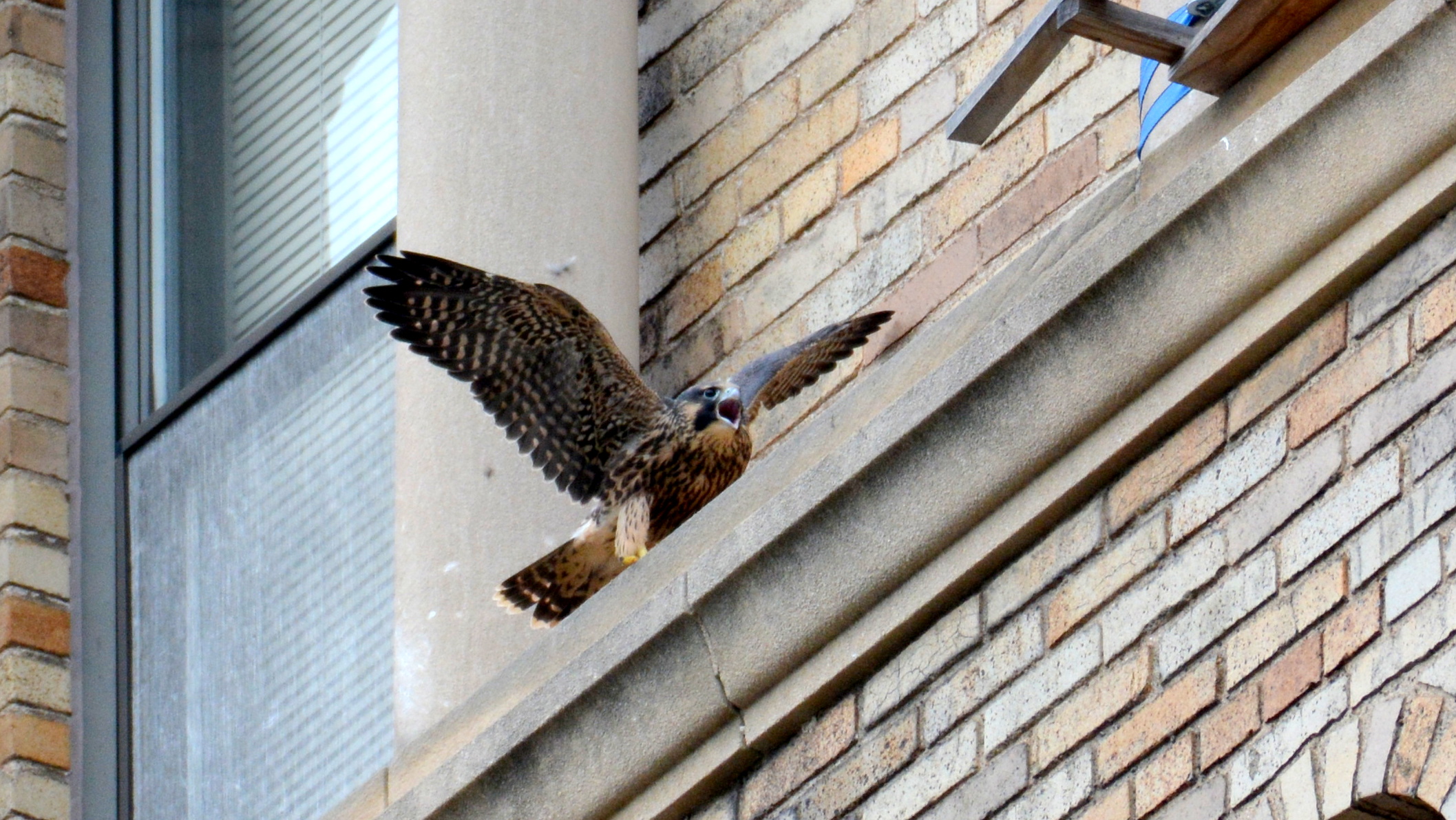 Wing flapping is hgihly important at this stage