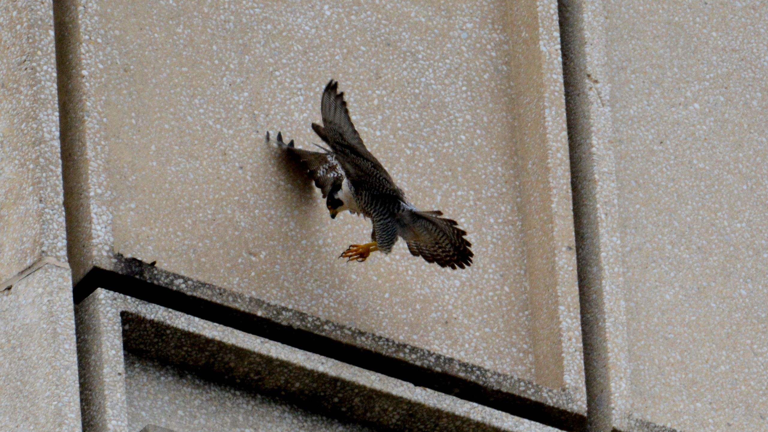 coming in for a landing on the State Building 