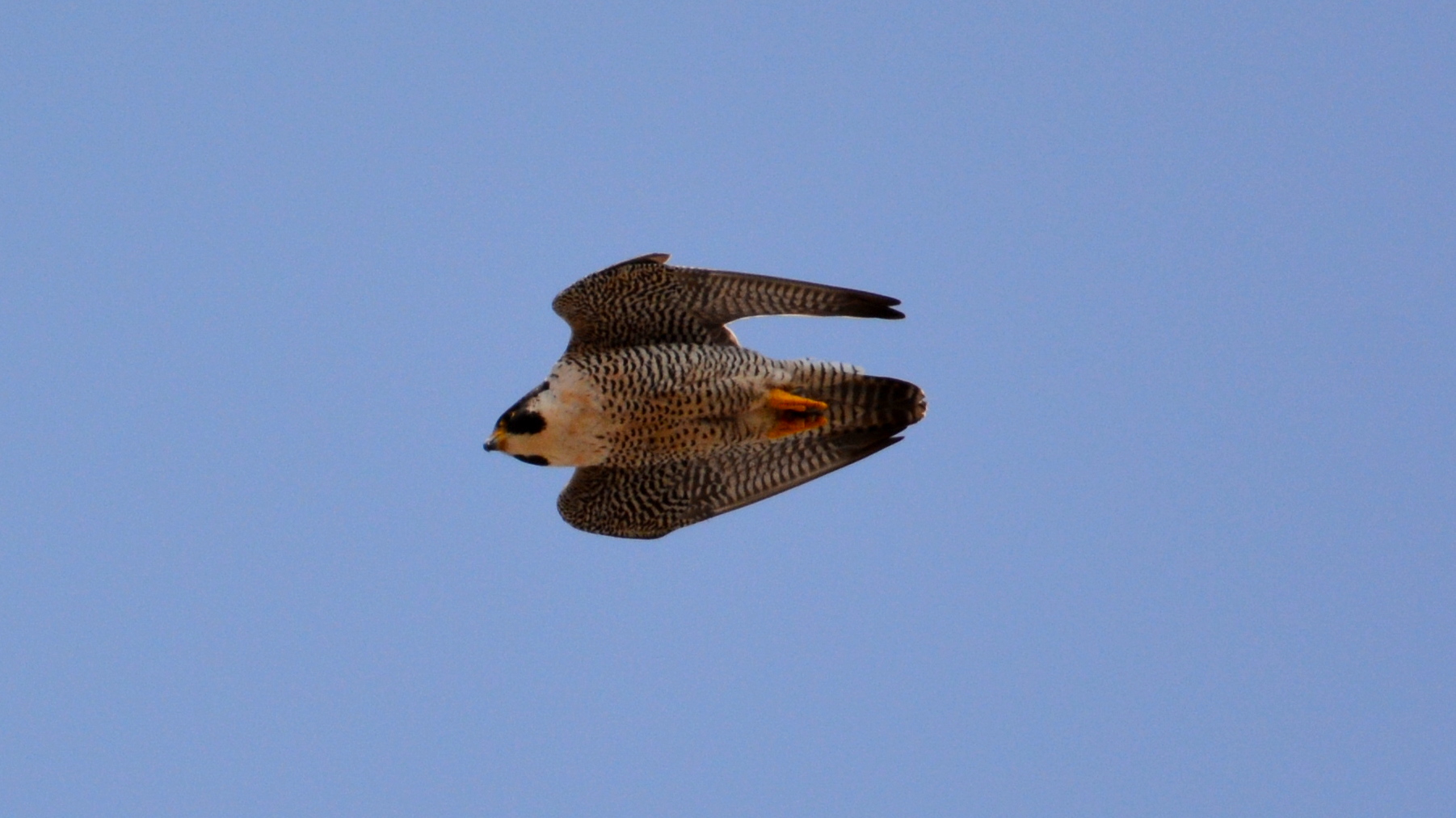 Astrid pulls in her wings in order to dive