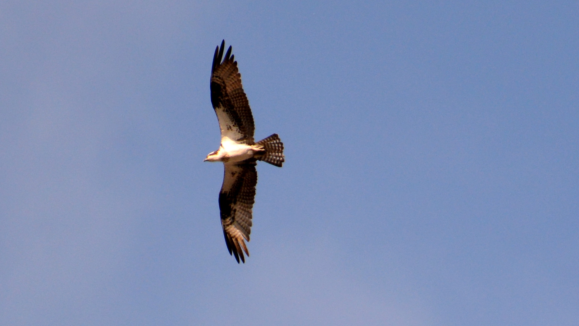 An Osprey flies over, but goes unnoticed by A & A