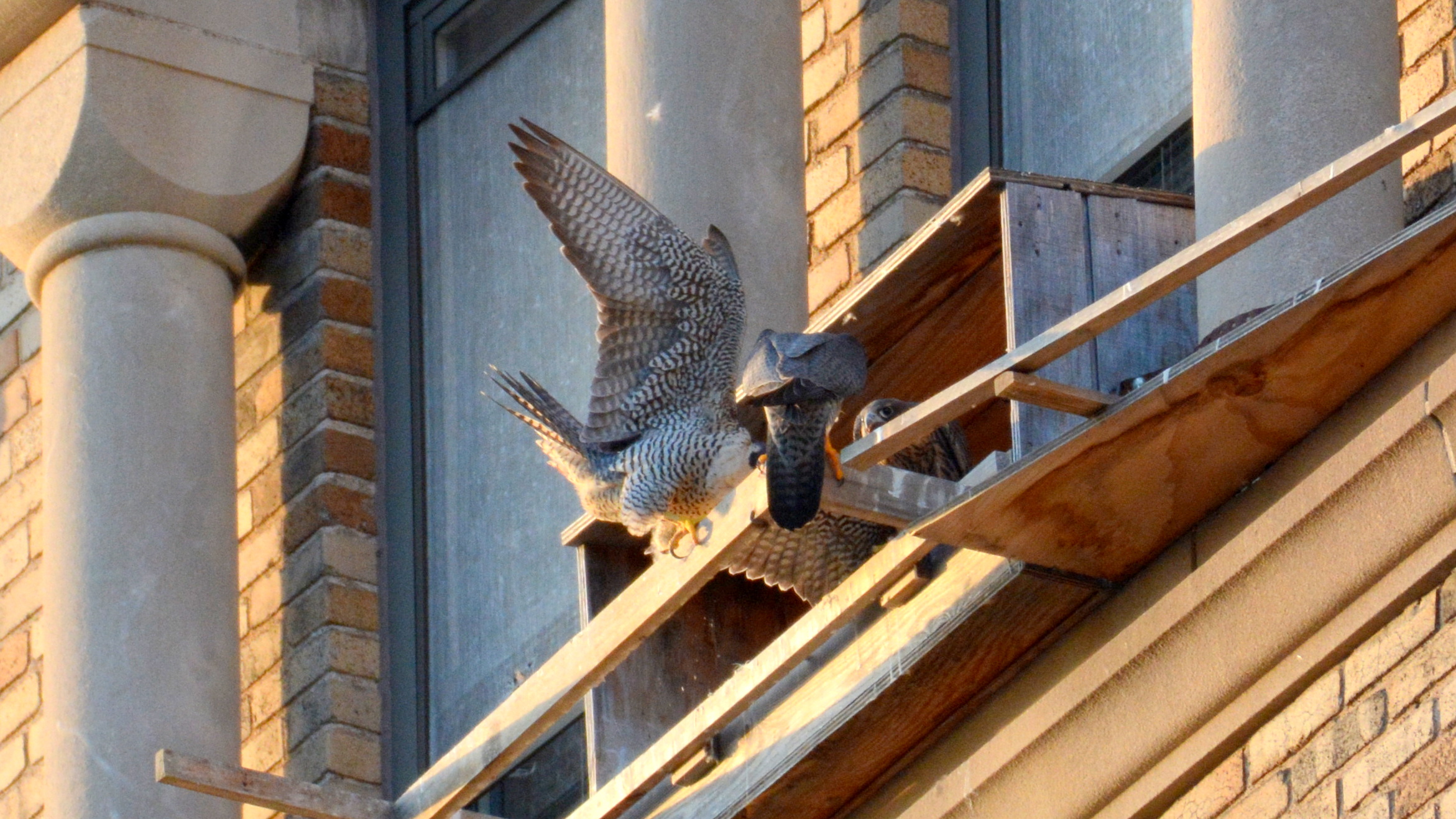 A&A doing a food transfer at the nest box