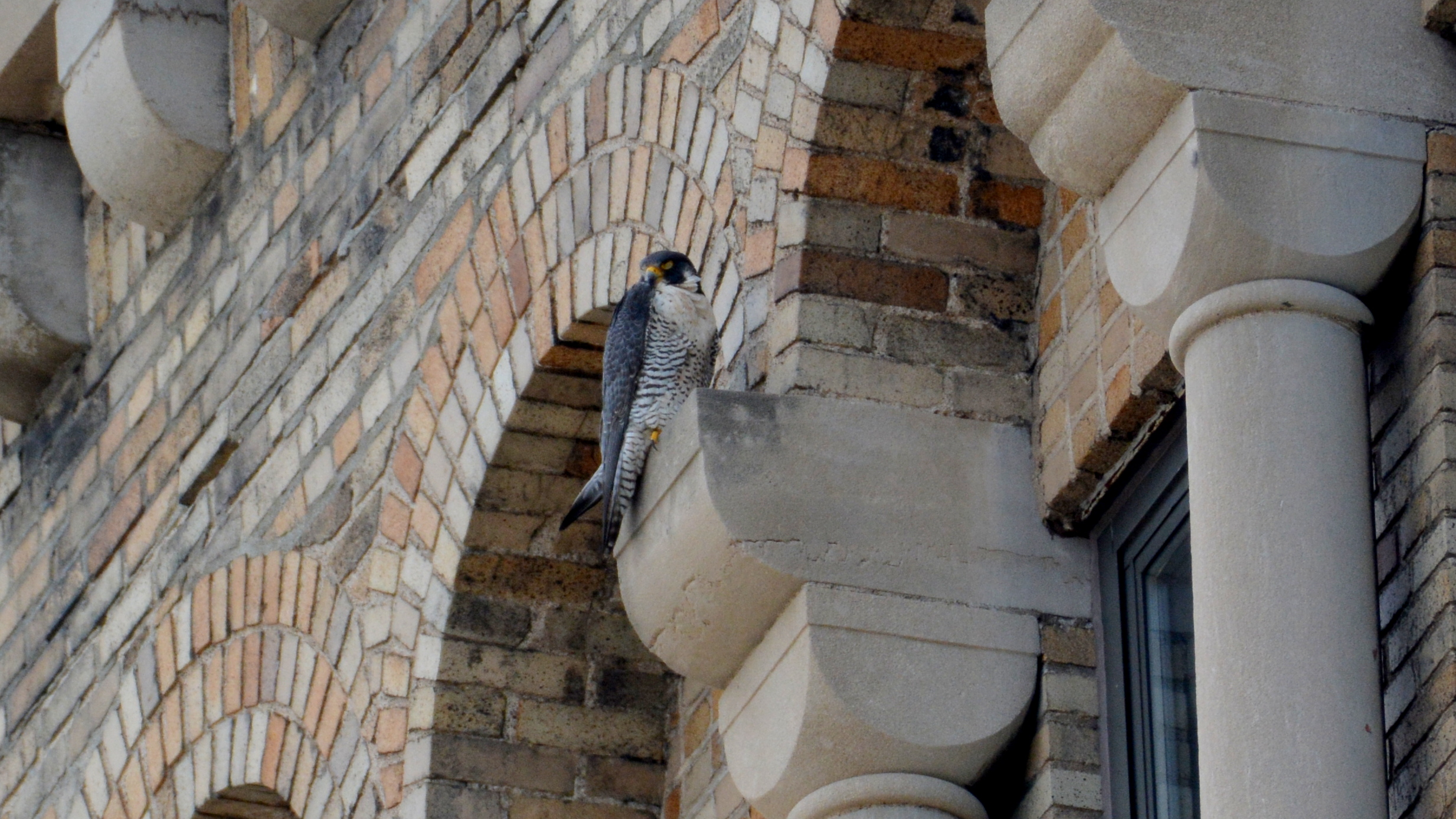 Astrid perched on a pillar above the nest box