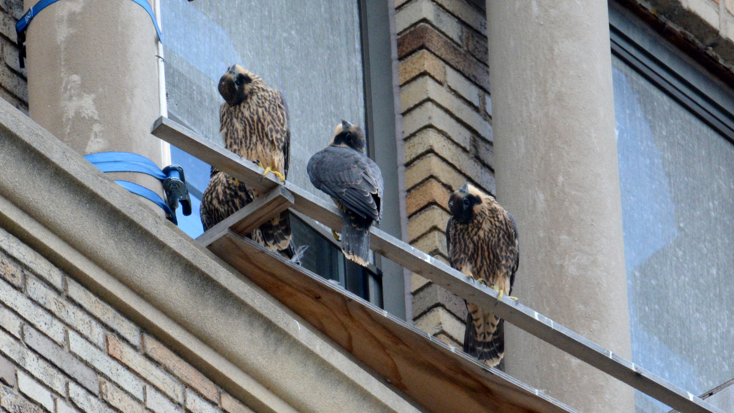 Everbody's watching a pigeon fly over the building