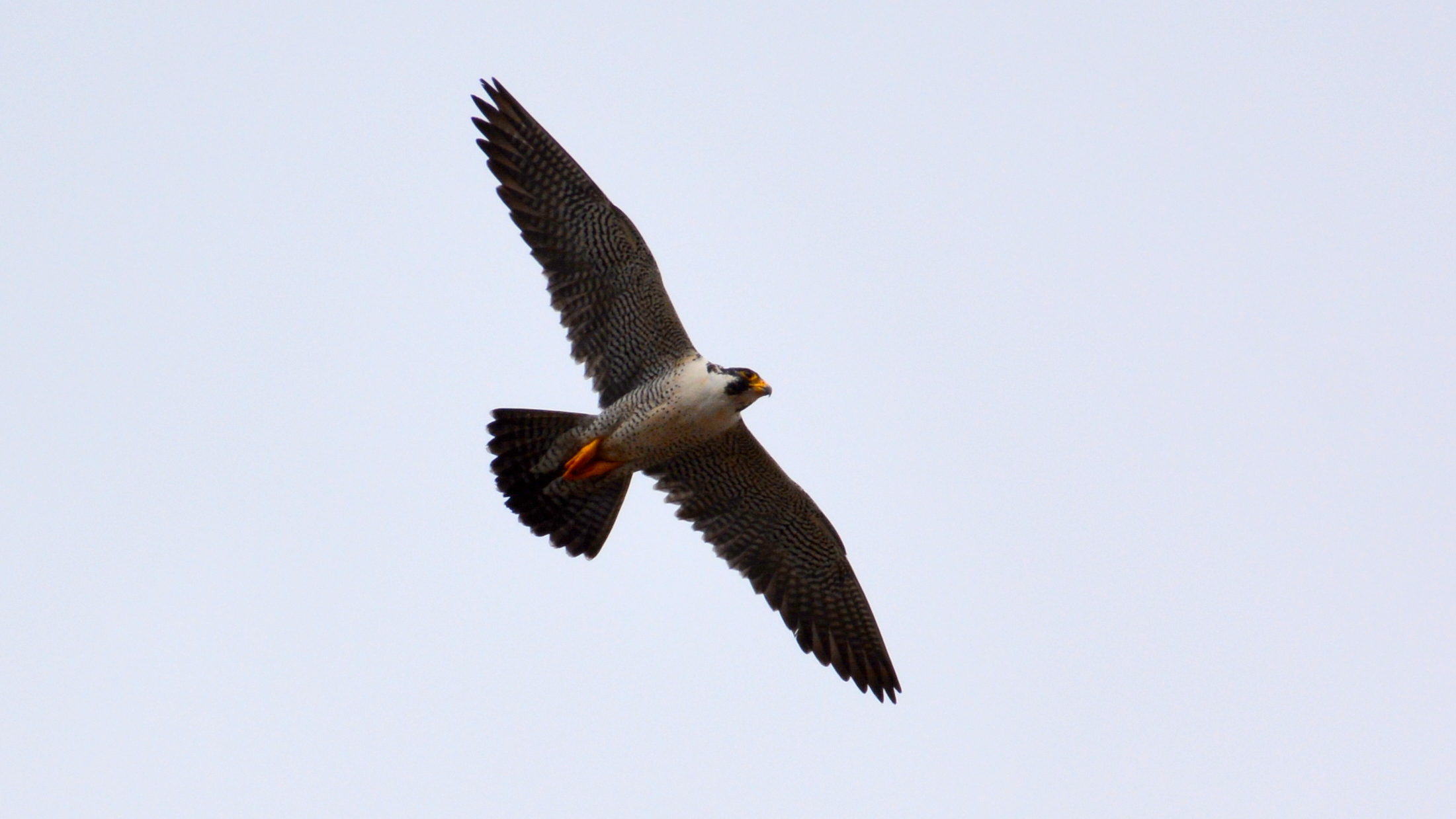 Ares does a demonstration flight in front of the nest site