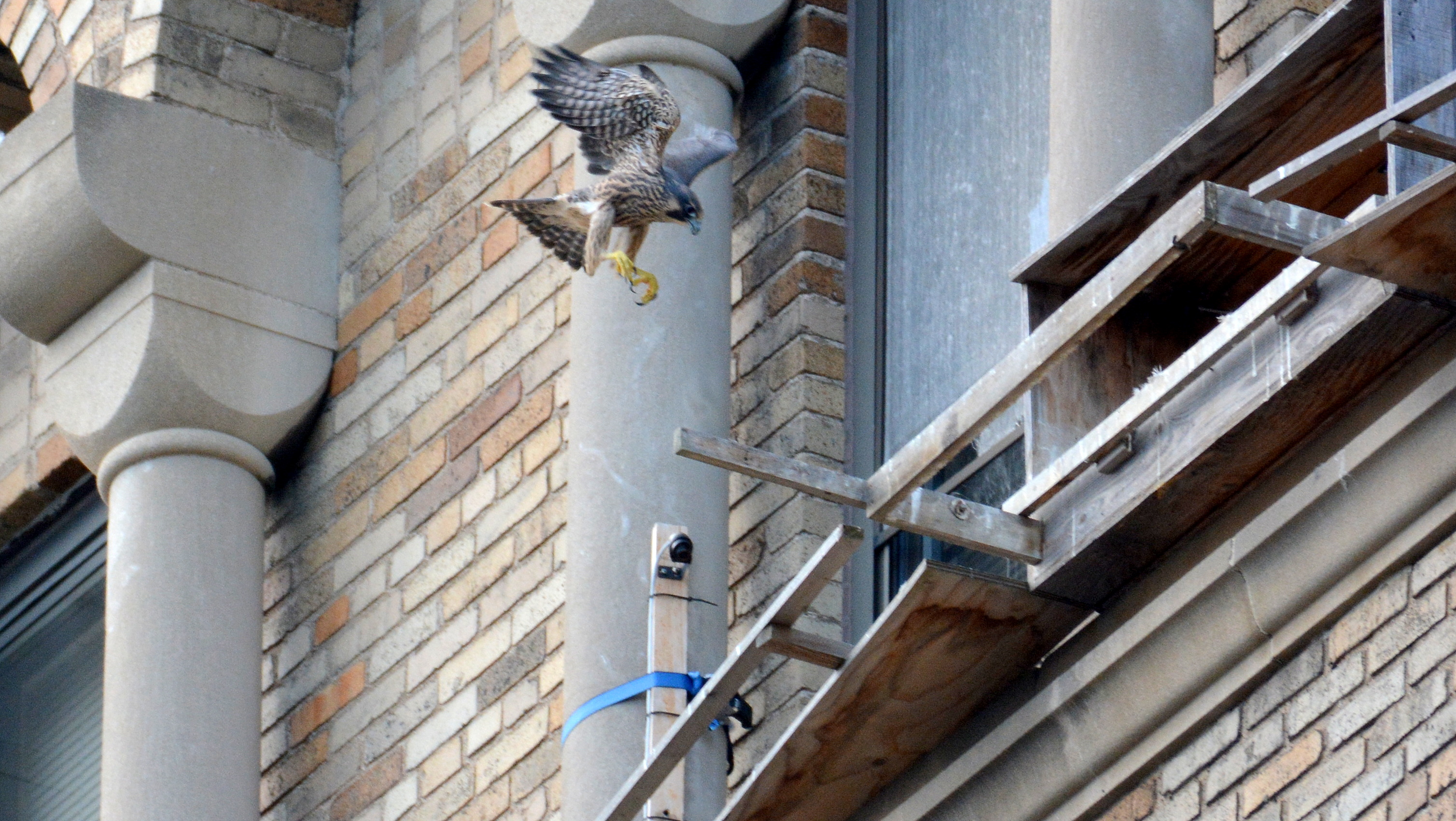 Zander (like Max before him) executes a perfect hover flight over the perch