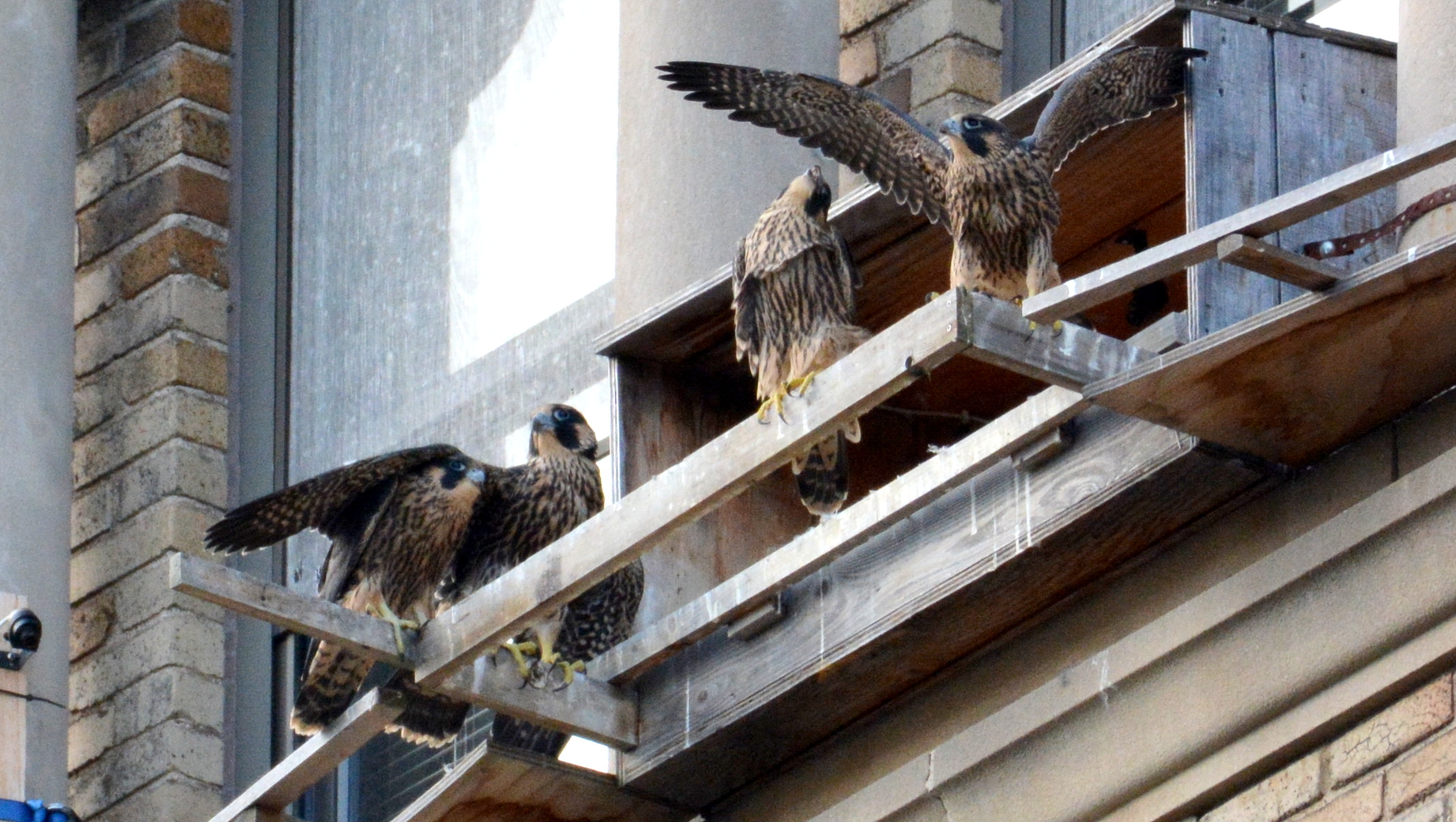 Luna, Spirit, Zander and Max (left to right) - And yes, Spirit does seem to be placing  her wing around her brother's shoulder 