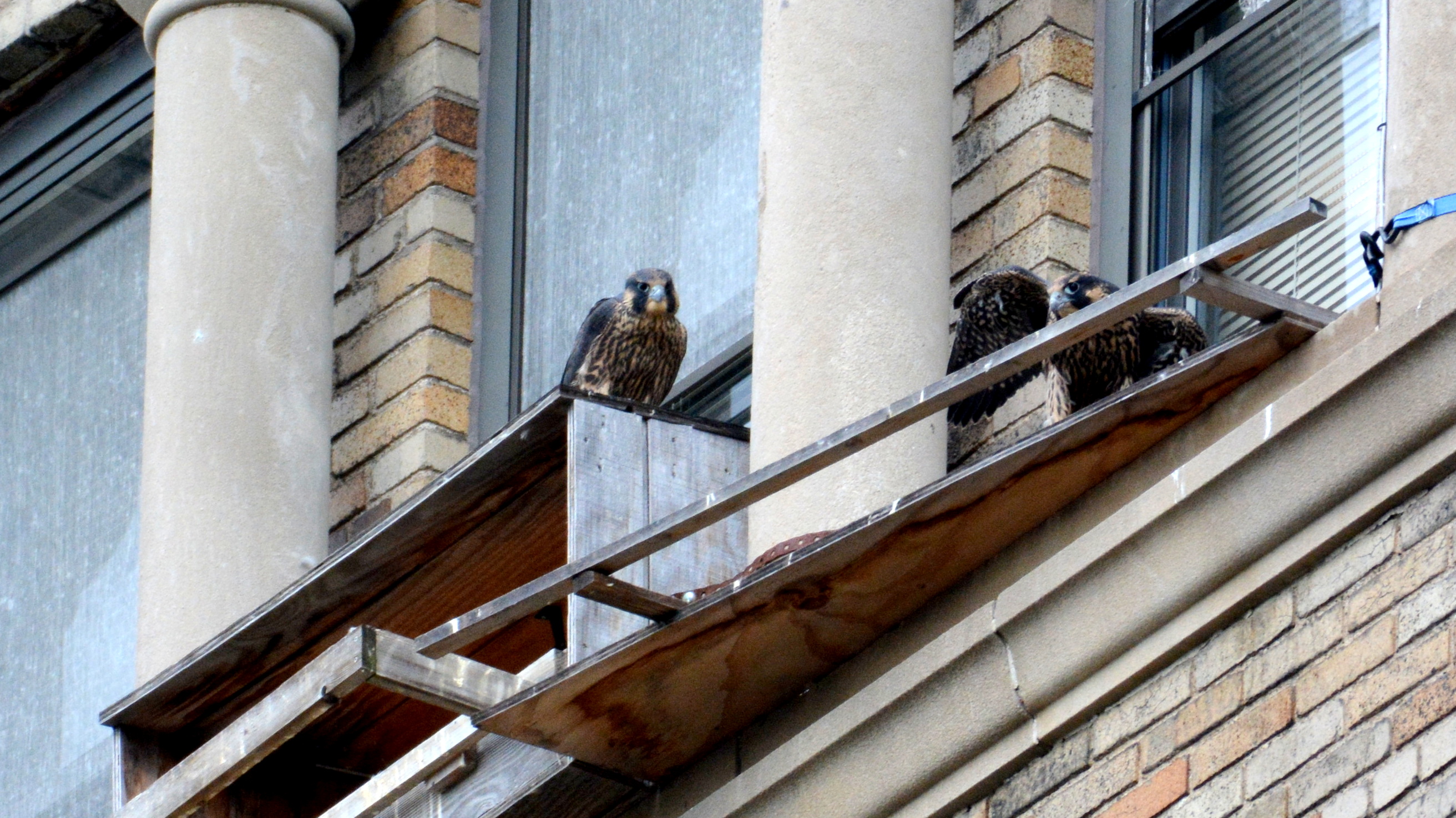 Not to be completely outshined - Luna became the first nestling to land on the roof of the nest box this season