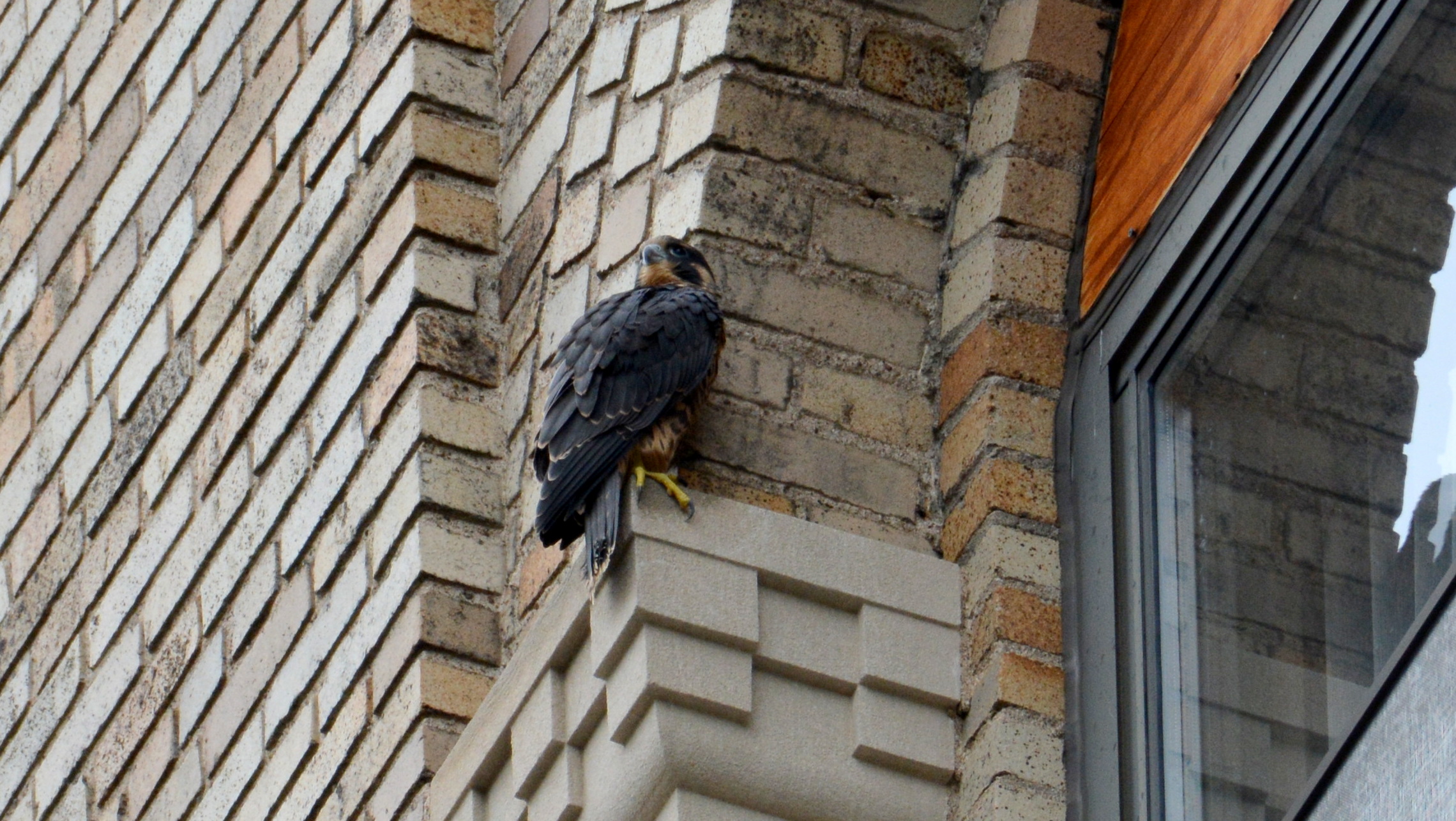 After a few missteps, Zander claws his way un to a good perch on the ADK Bank Building