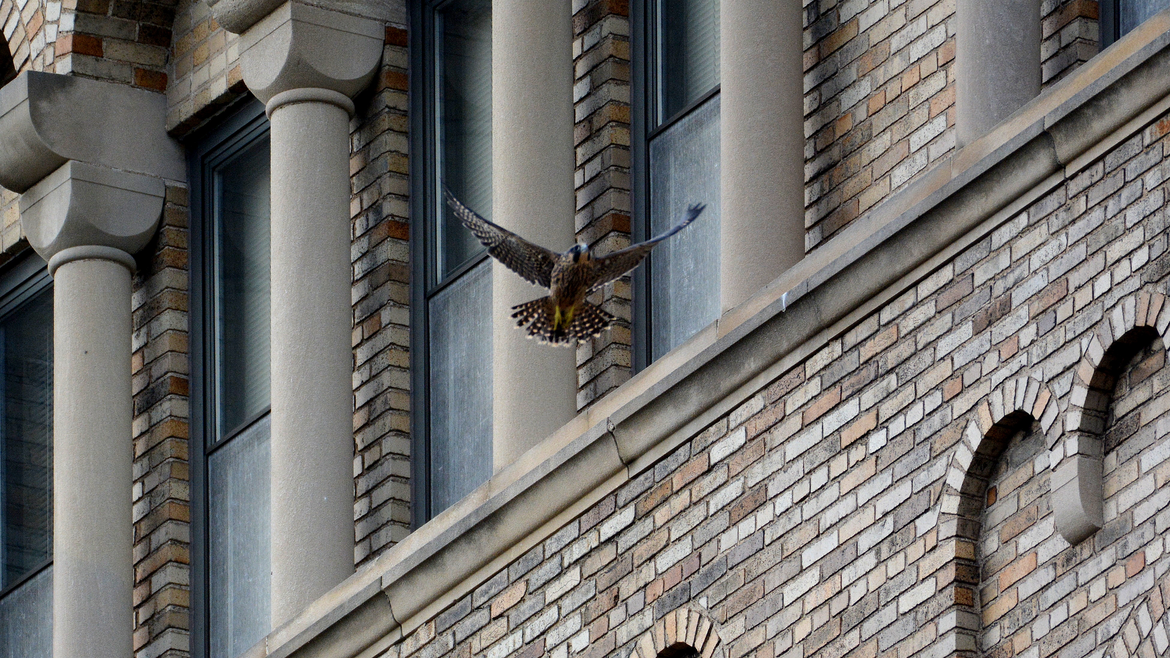 Zander flies from his perch near the west side of ADK Bank, all the way to the roof