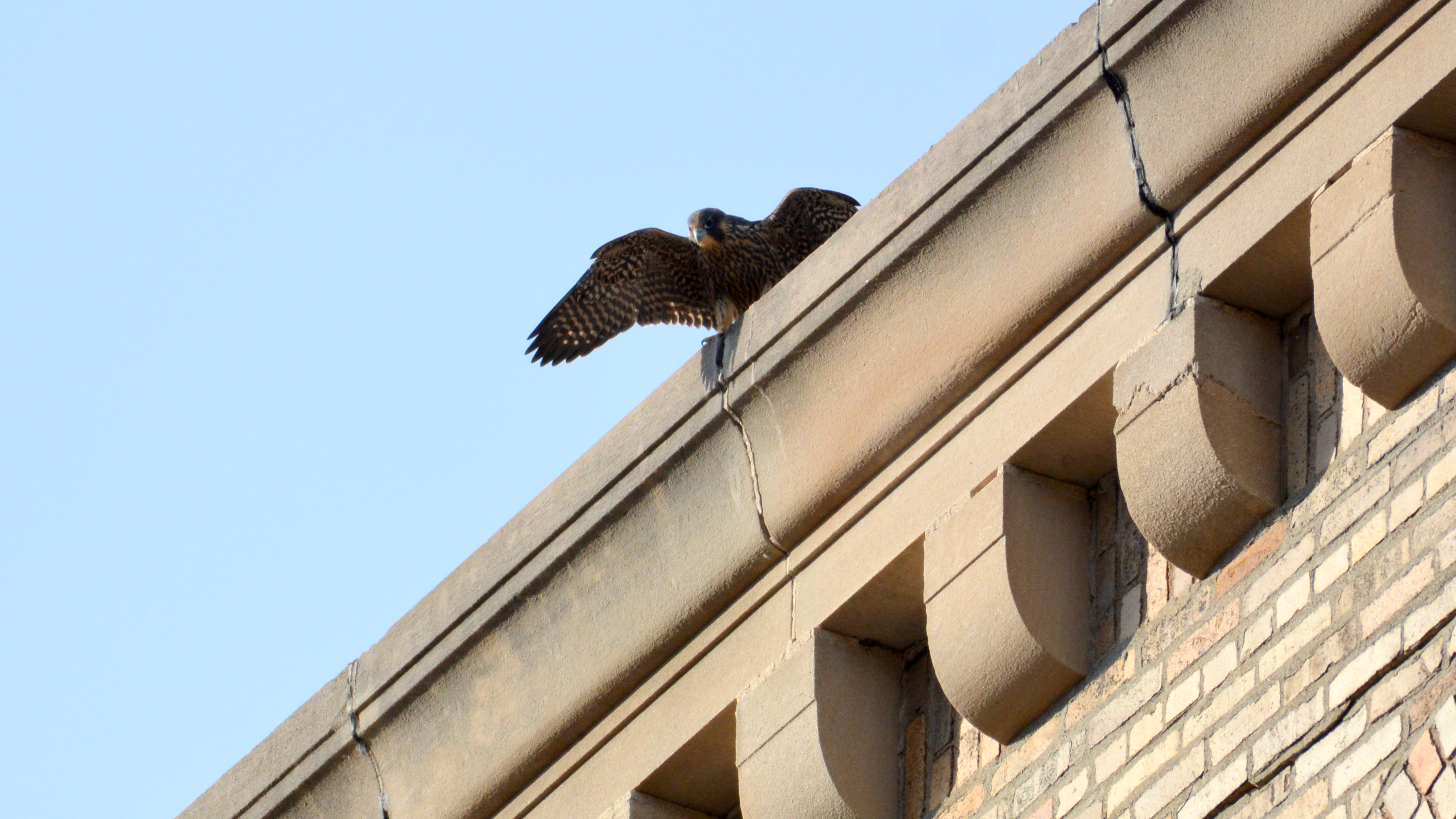 Zander considers flying off the roof