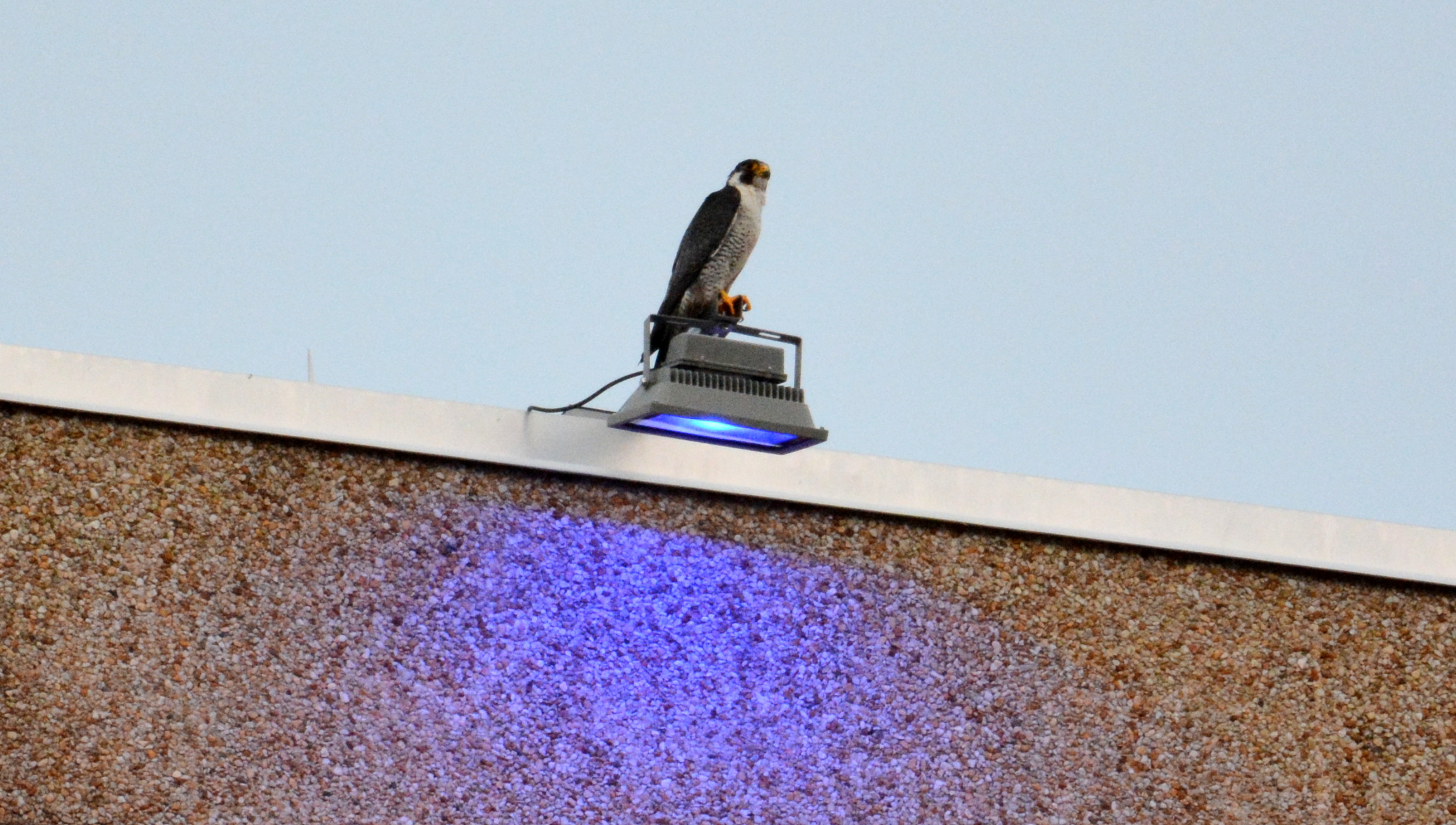 Ares perched on a light fixture on the county building 