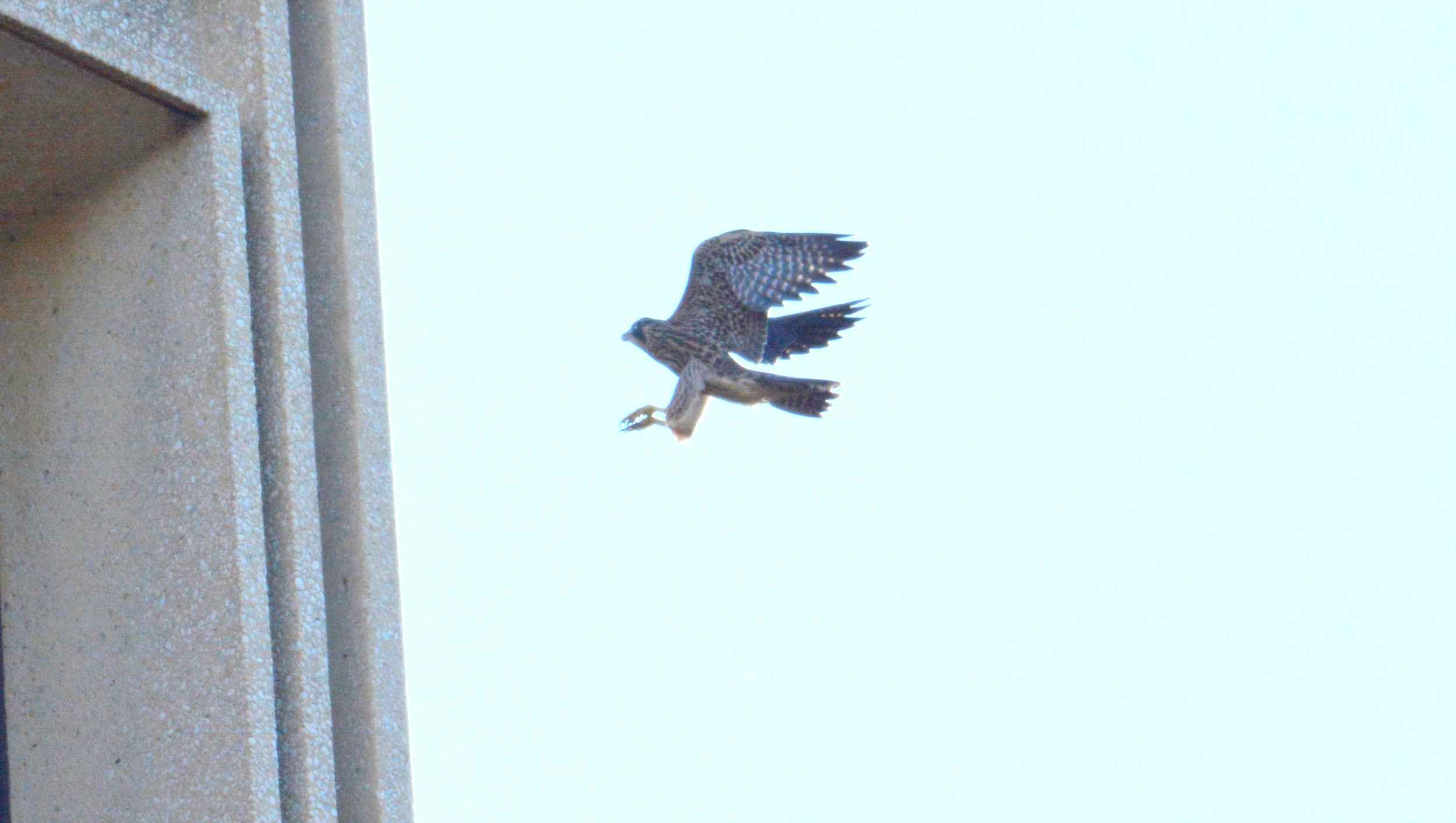 Zander flies in for a landing on the State Building